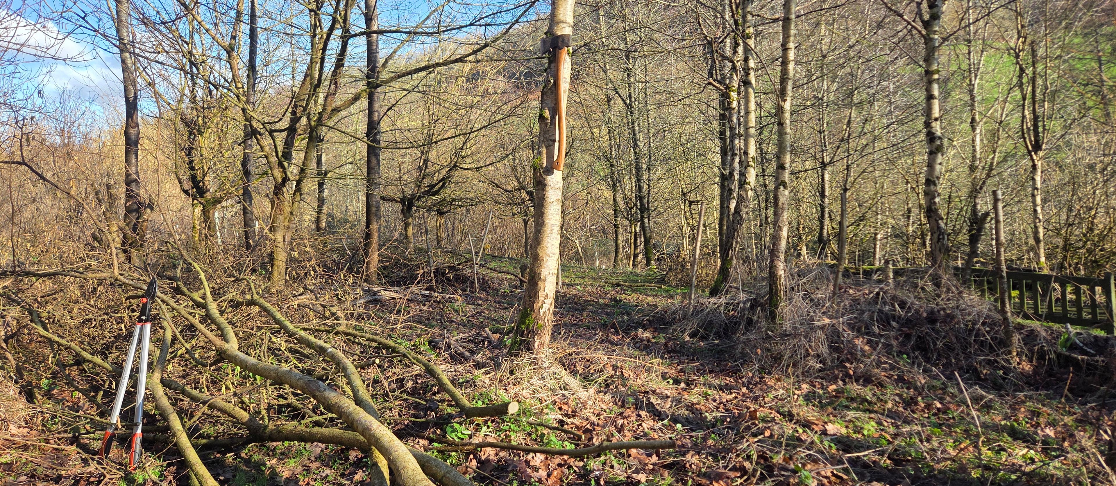 A spring scene at 100 Acer Conservation Project