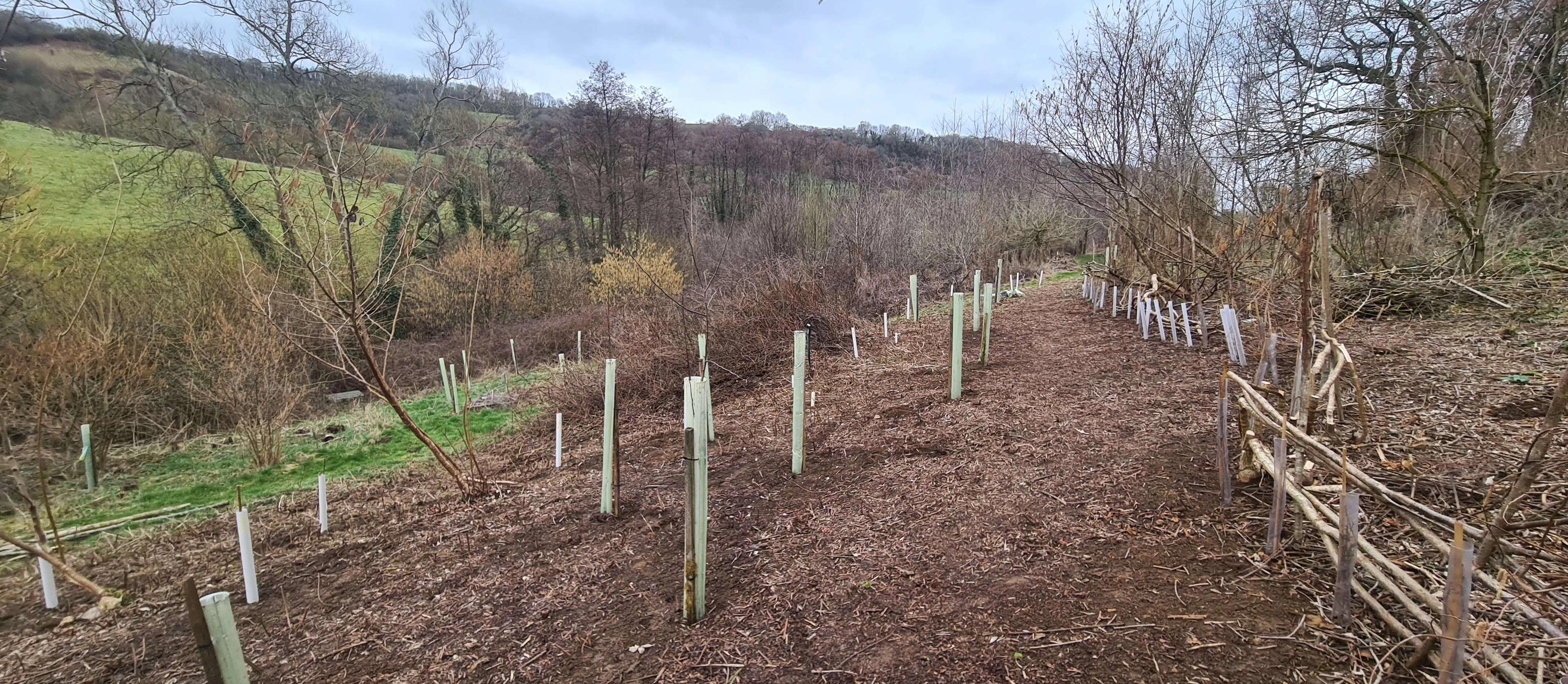Newly cleared area of 100 Acer with freshly planted saplings and hedge laying