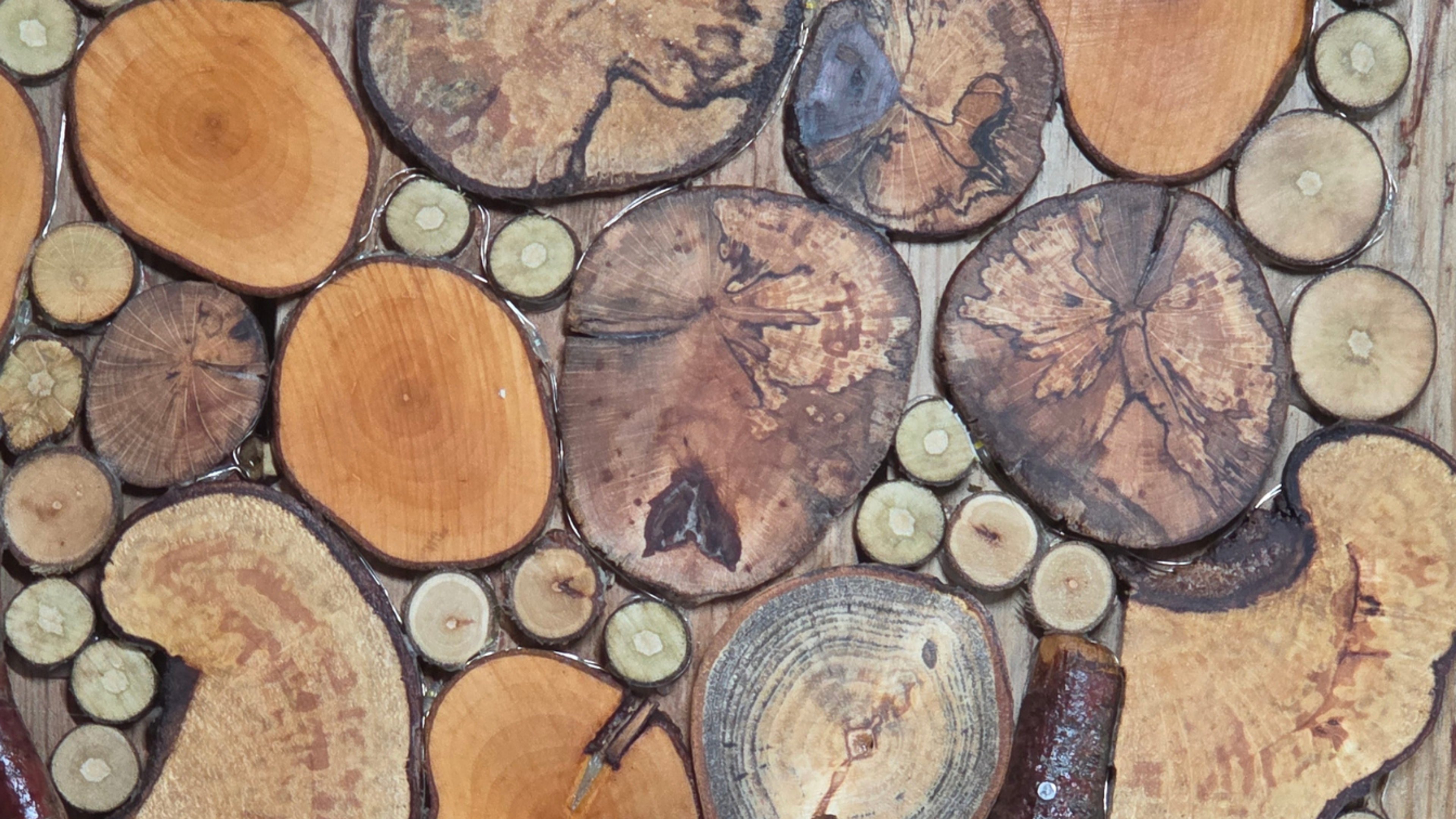 Slices of wood showing the effects of spalting in wood
