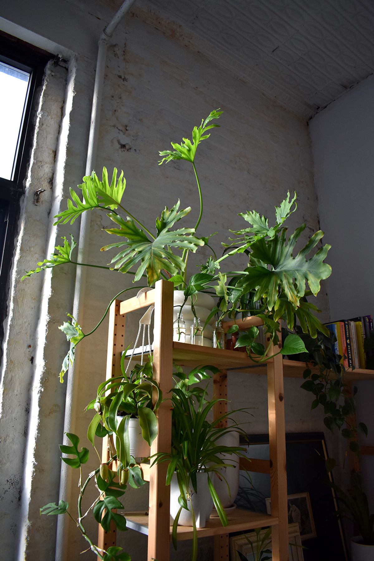 Philodendron plant in white pot