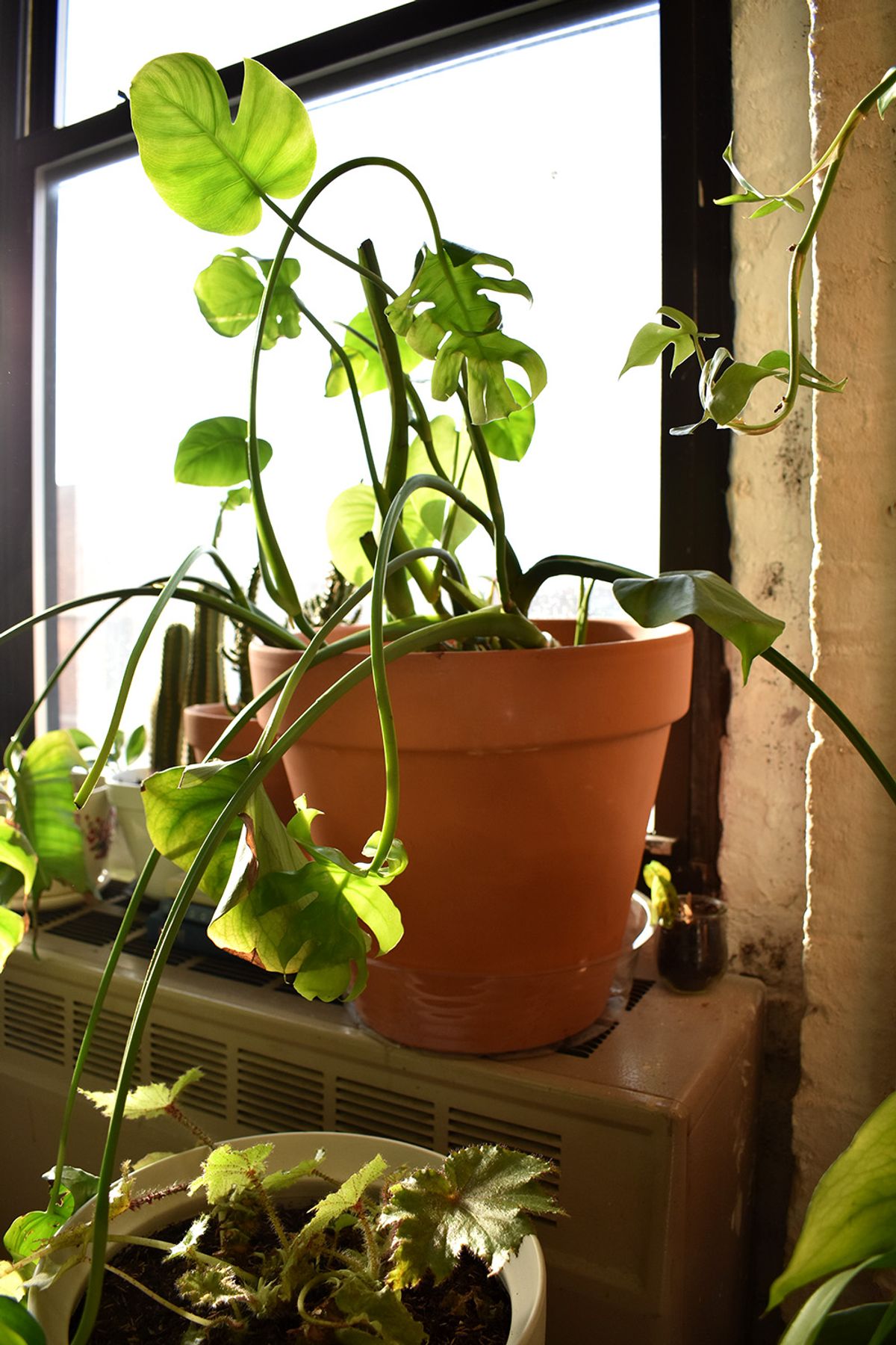 Monstera in terra cotta pot