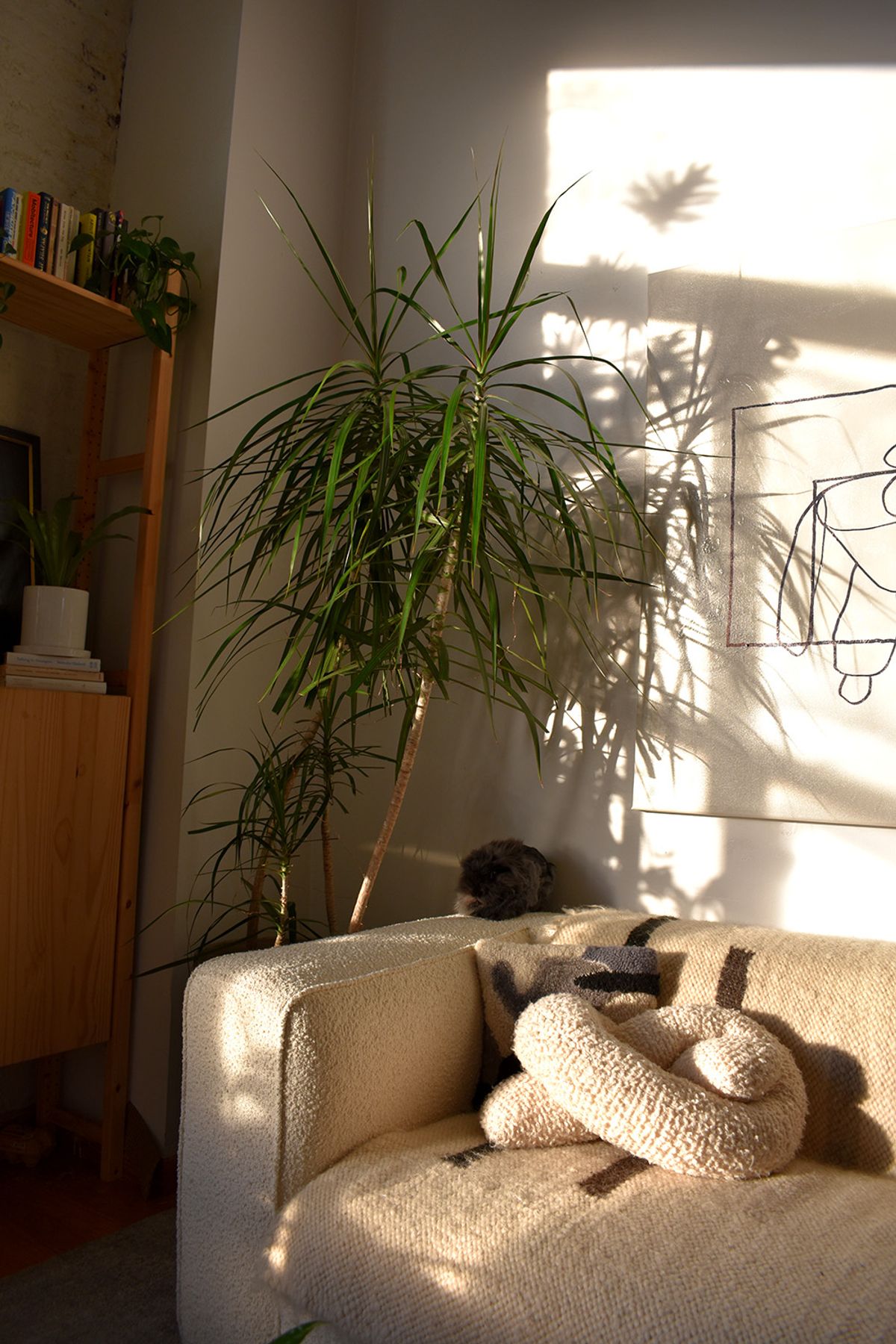 Dracaena tree next to sofa