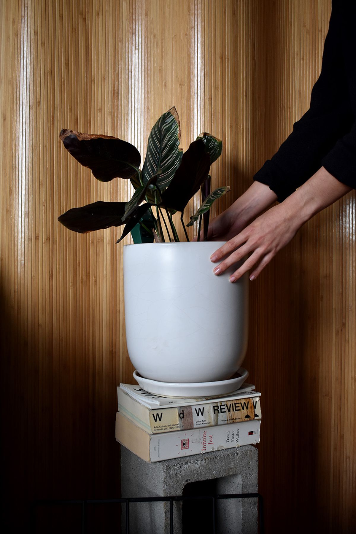 Calathea in white pot