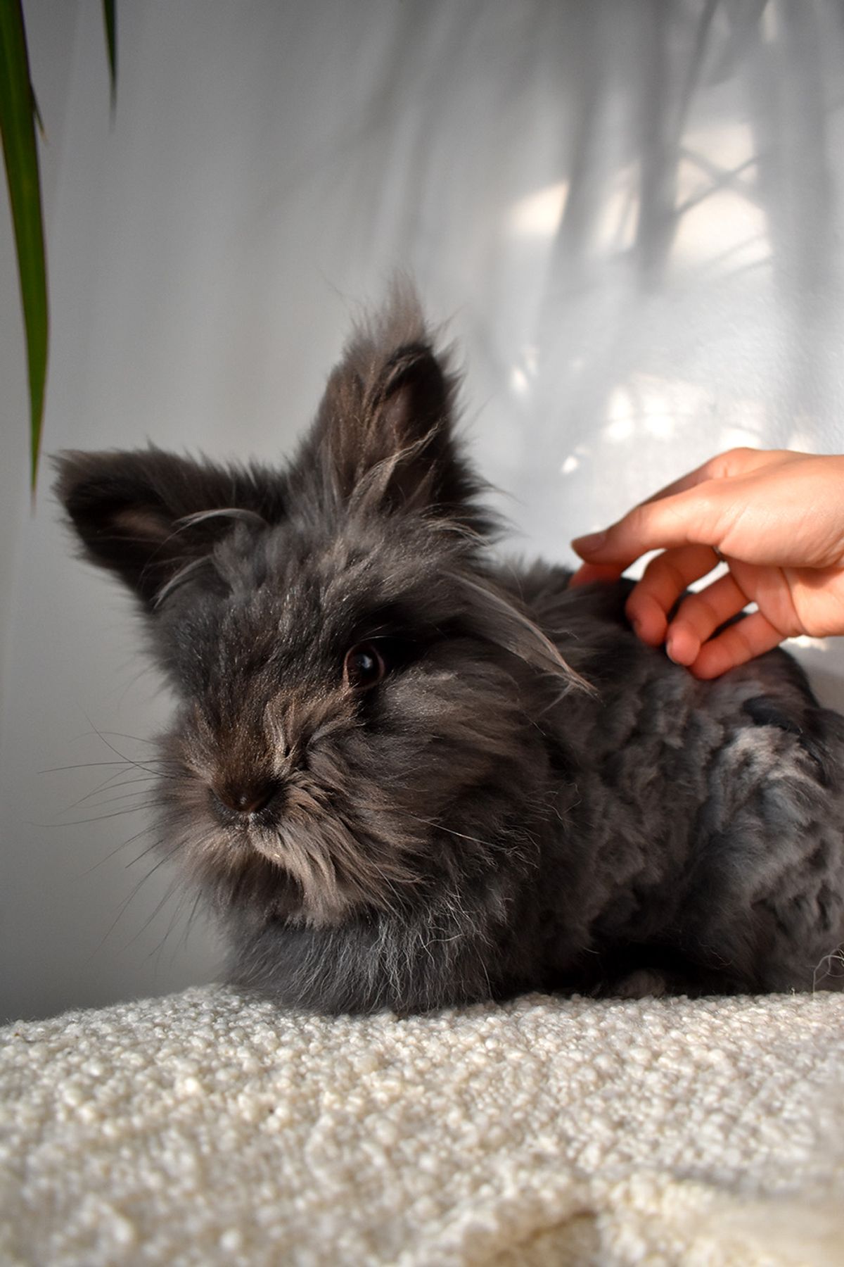 Black lionhead bunny