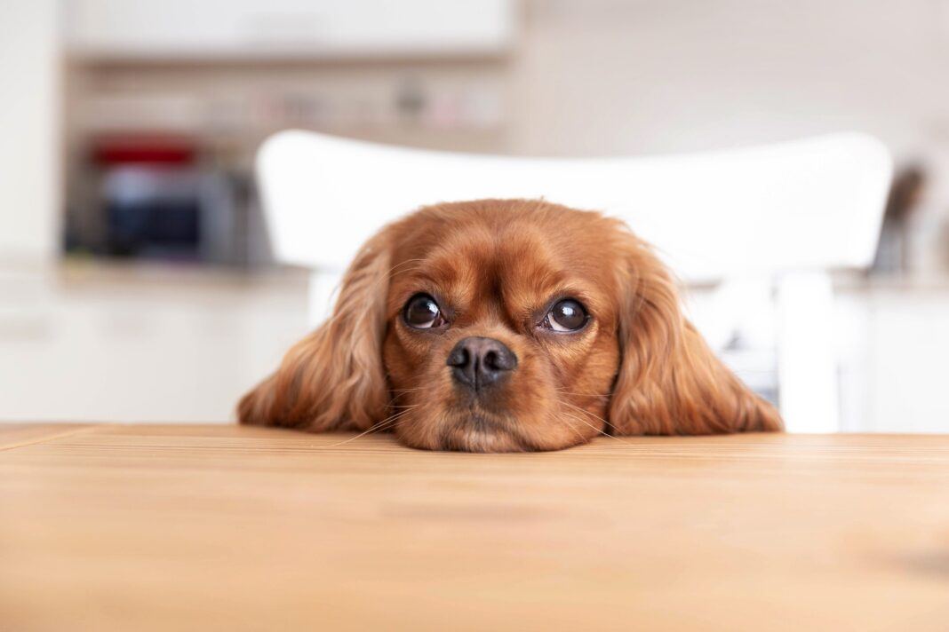 Small reddish-brown spaniel resting its chin on a kitchen table and looking up at the camera.
