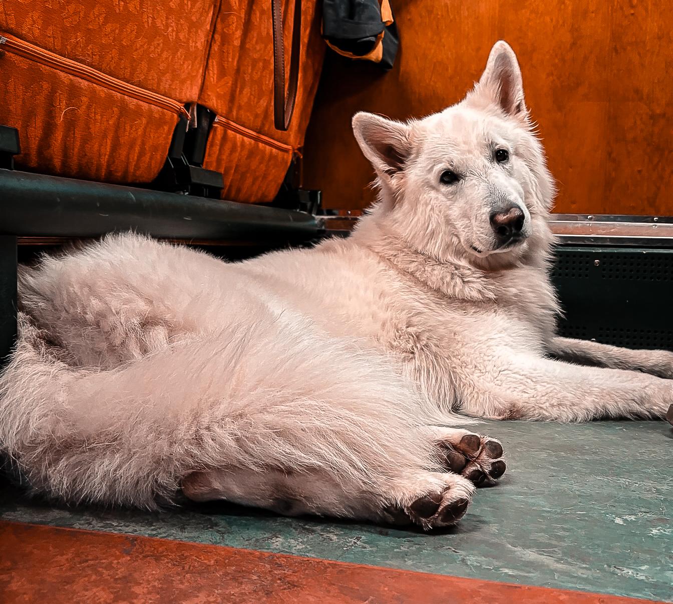 Weißer Schäferhund liegt im Holzabteil der Flåmbahn