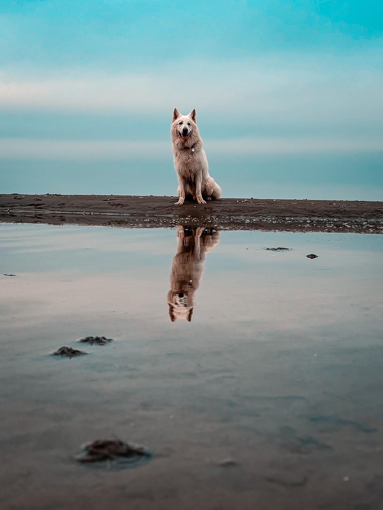 Weißer Schäferhund am Strand in Schweden bei Ebbe