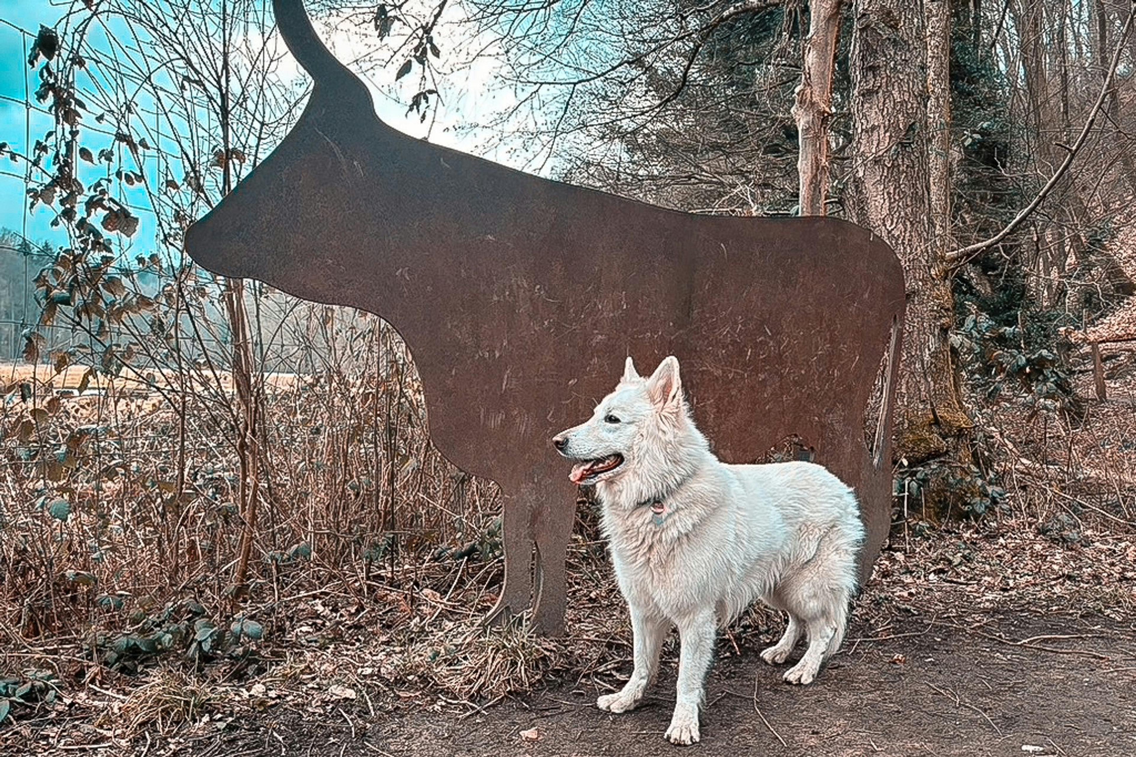 Mit Hund im Neandertal wandern