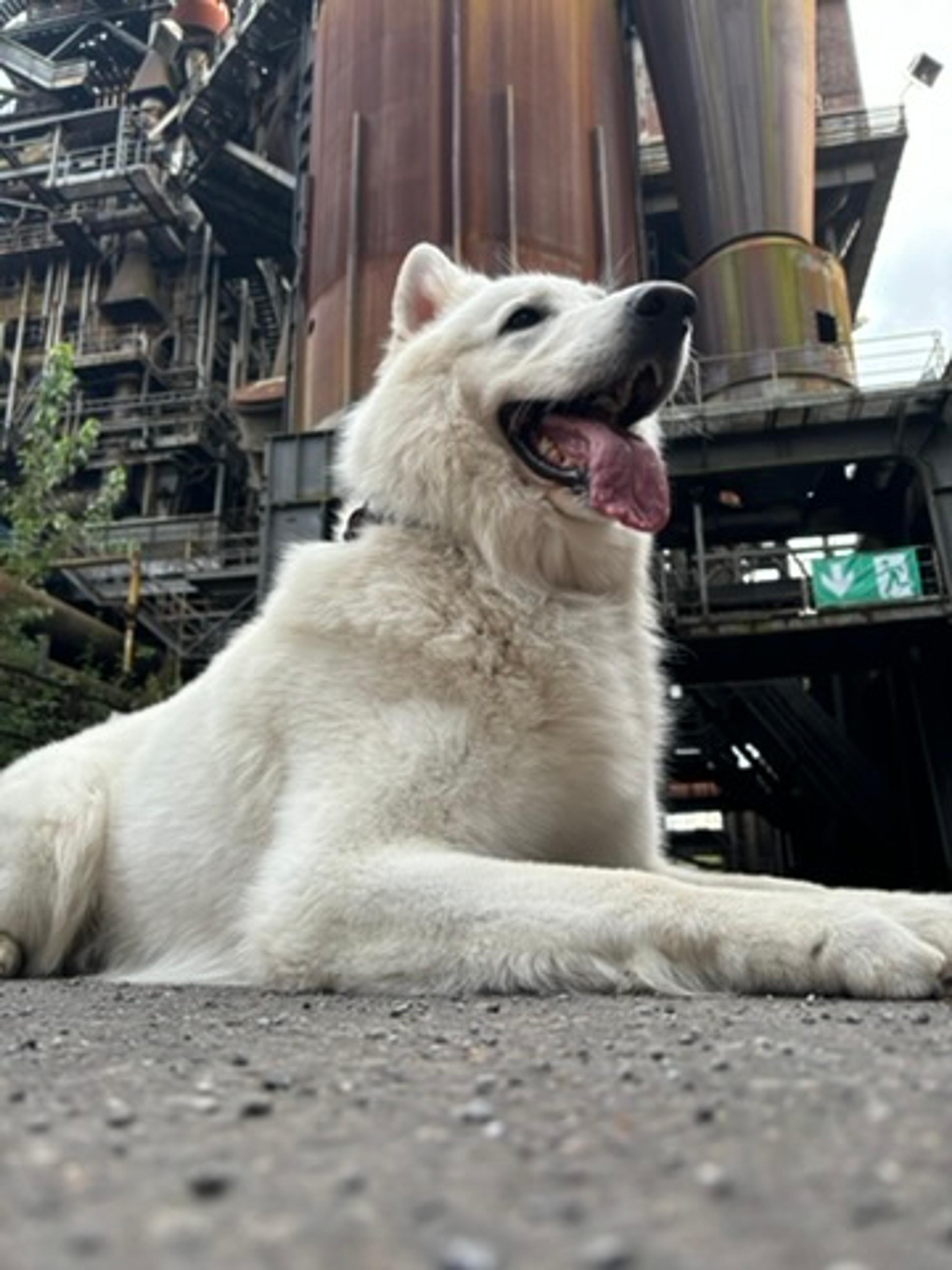 Weißer Schäferhund im Landschaftspark Duisburg