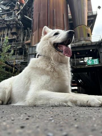 Weißer Schäferhund im Landschaftspark Duisburg