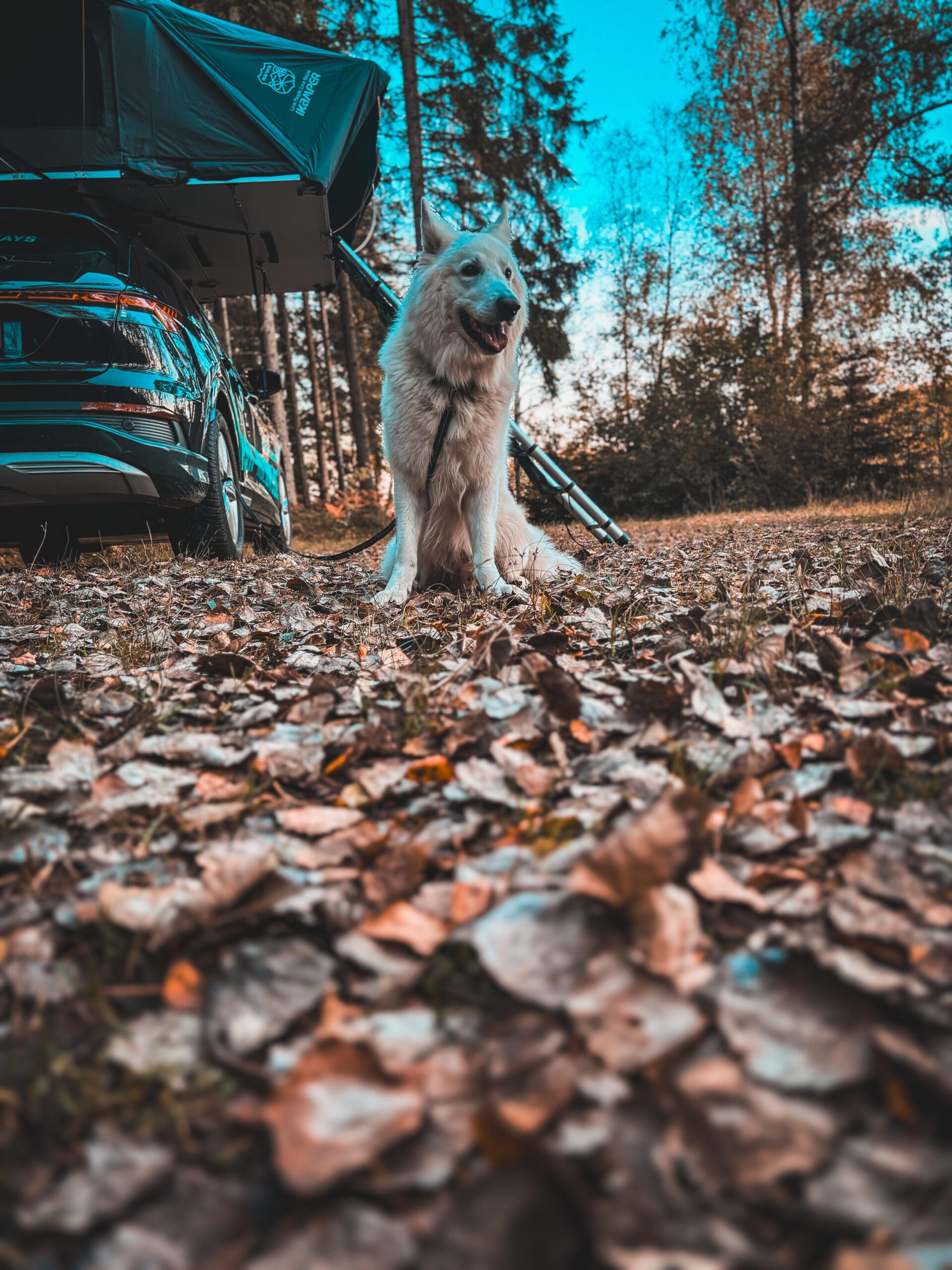 Weißer Schäferhund vor dem Auto mit Dachzelt auf einem herbstlichen Stellplatz