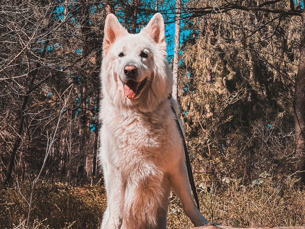 Weißer Schäferhund sitzt auf einem Waldweg im Teutoburger Wald