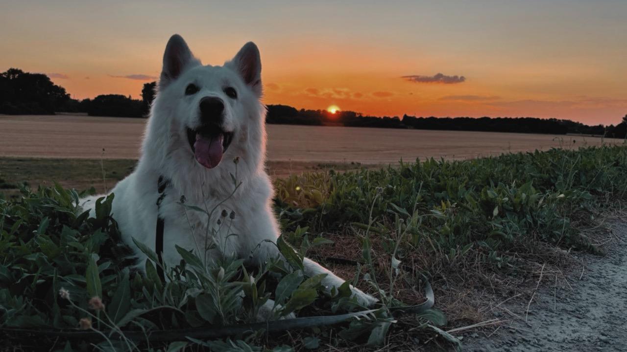 Weißer Schäferhund auf einer Wiese bei Sonnenuntergang
