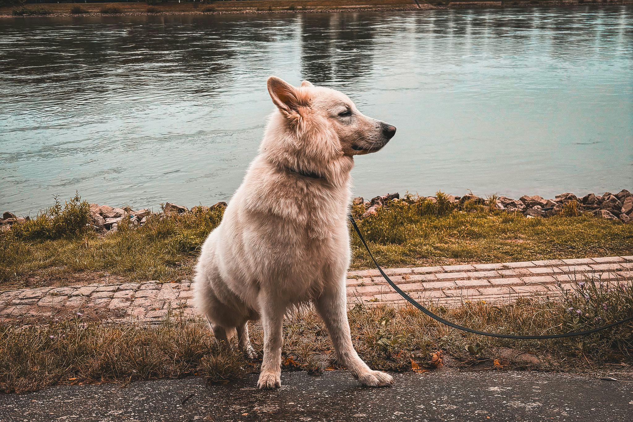 See Westerwald mit Hund