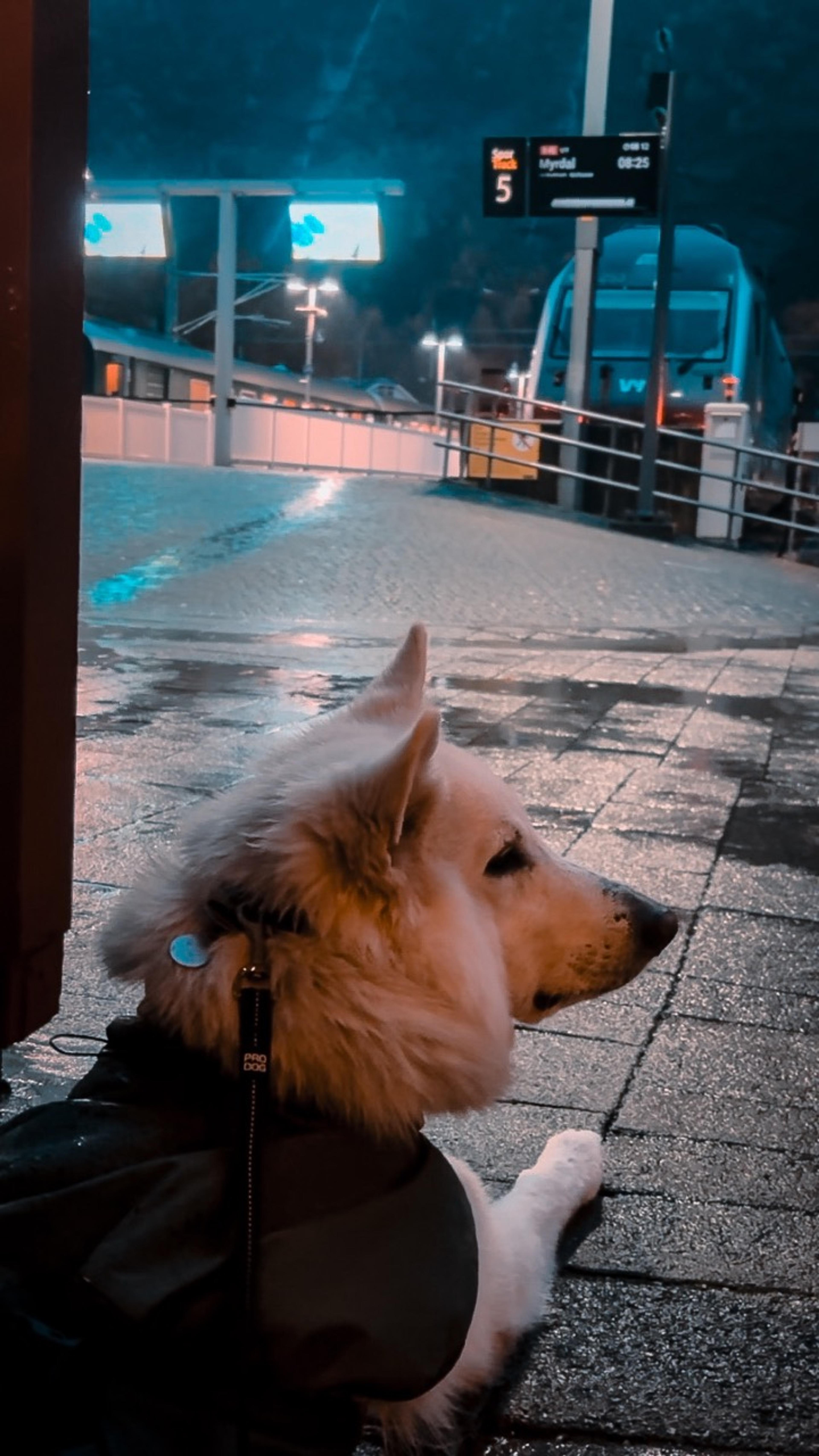 Weißer Schäferhund im Regenmantel am Bahnsteig und im Wagen der Flåmbahn