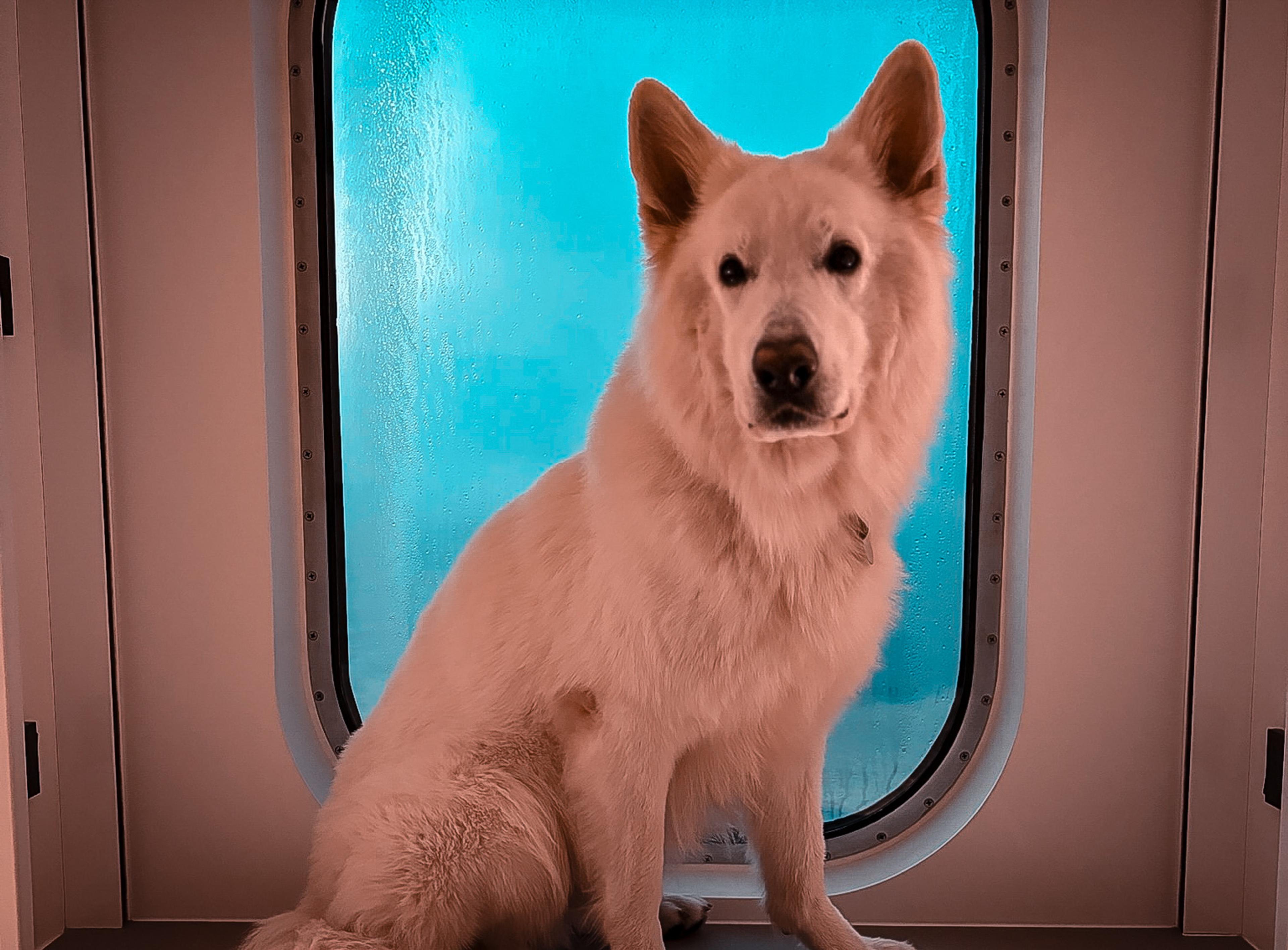 Weißer Schäferhund vor dem Bullauge in der Fähre nach Schweden