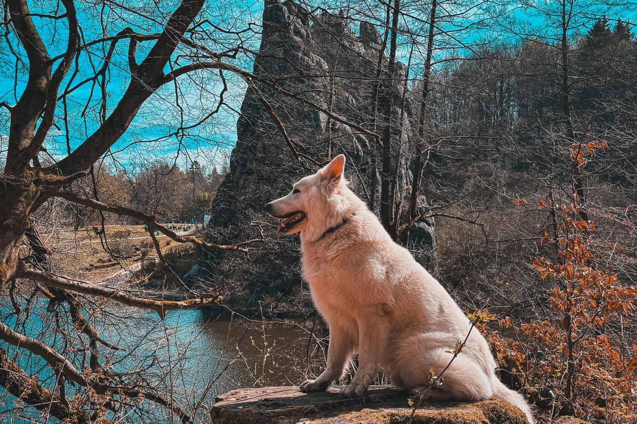 Ausflug NRW mit Hund