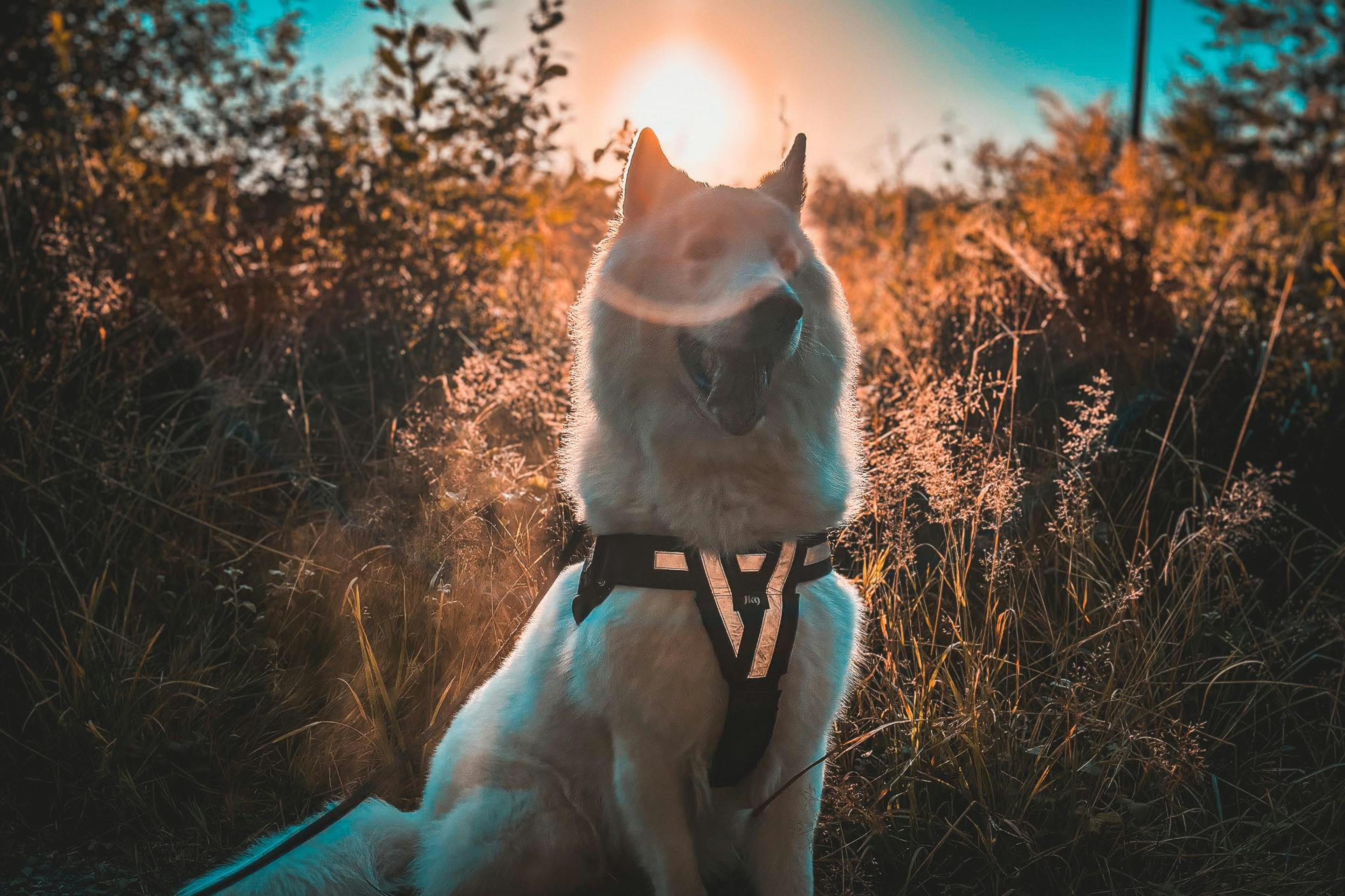 Ausflugsziele Westerwald mit Hund