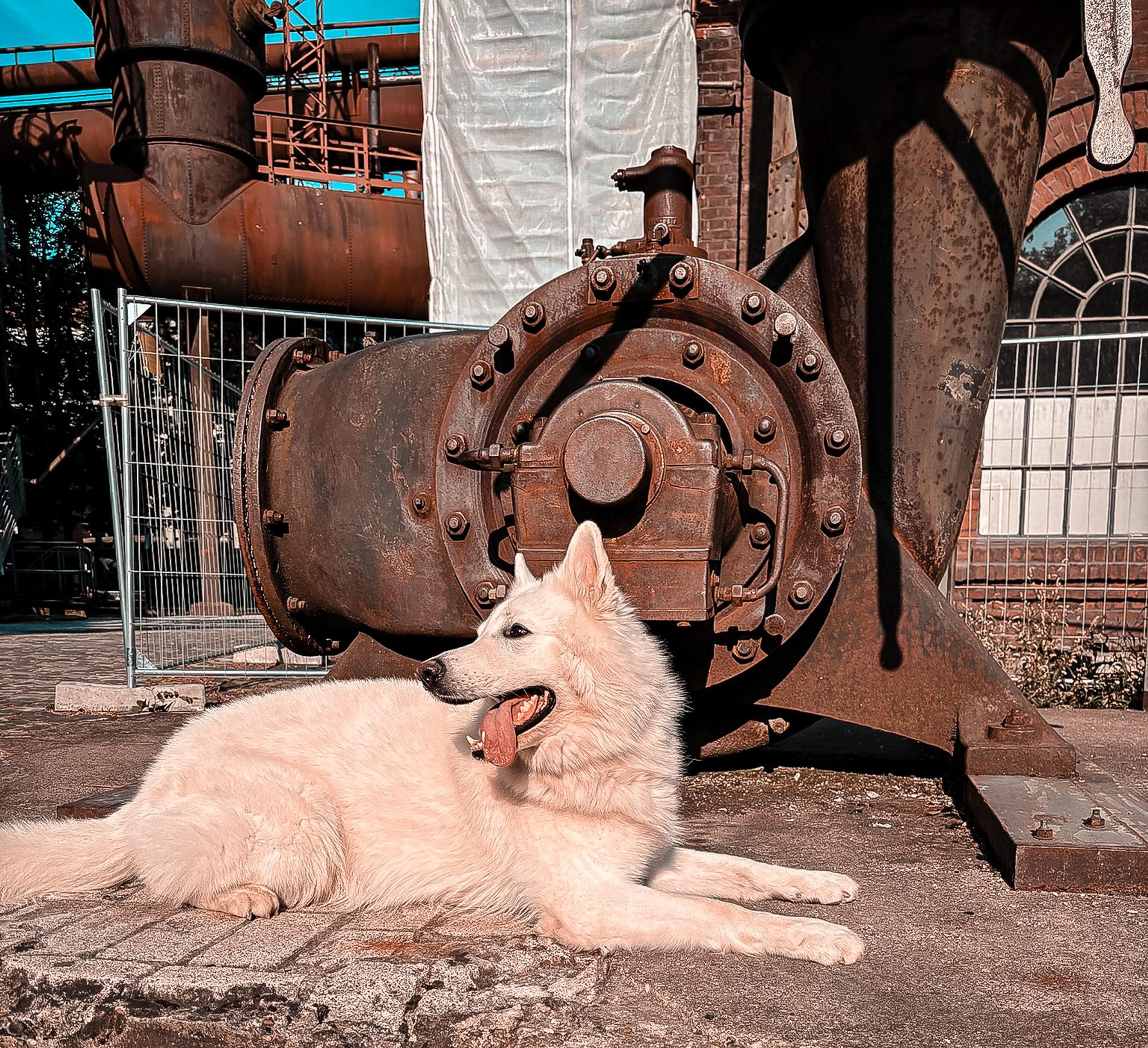 Landschaftspark Duisburg mit Hund vor der Anlage