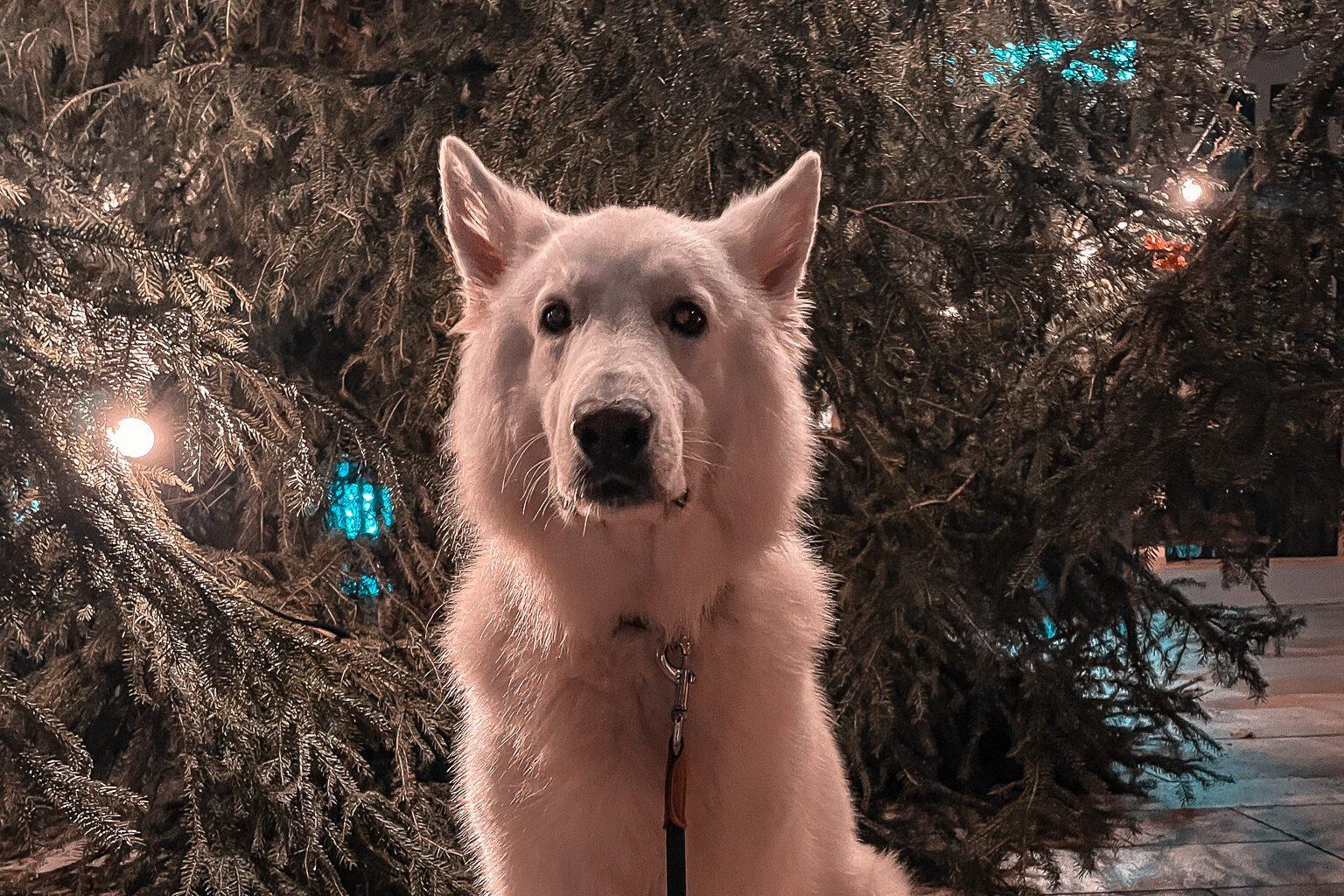 Weißer Schäferhund auf einem Weihnachtsmarkt vorm Weihnachtsbaum