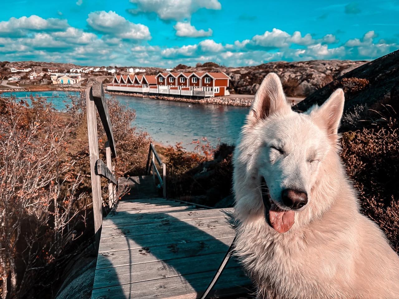 Weißer Schäferhund auf einem Steg am Meer