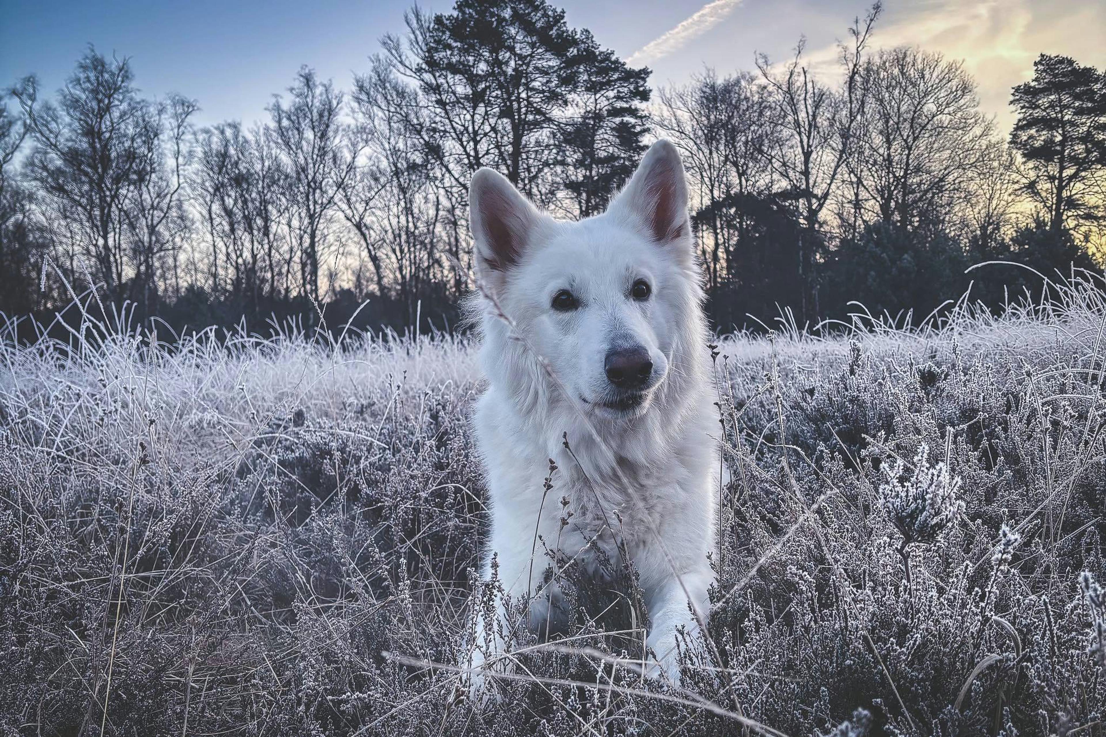 Ausflugsziele Sauerland mit Hund