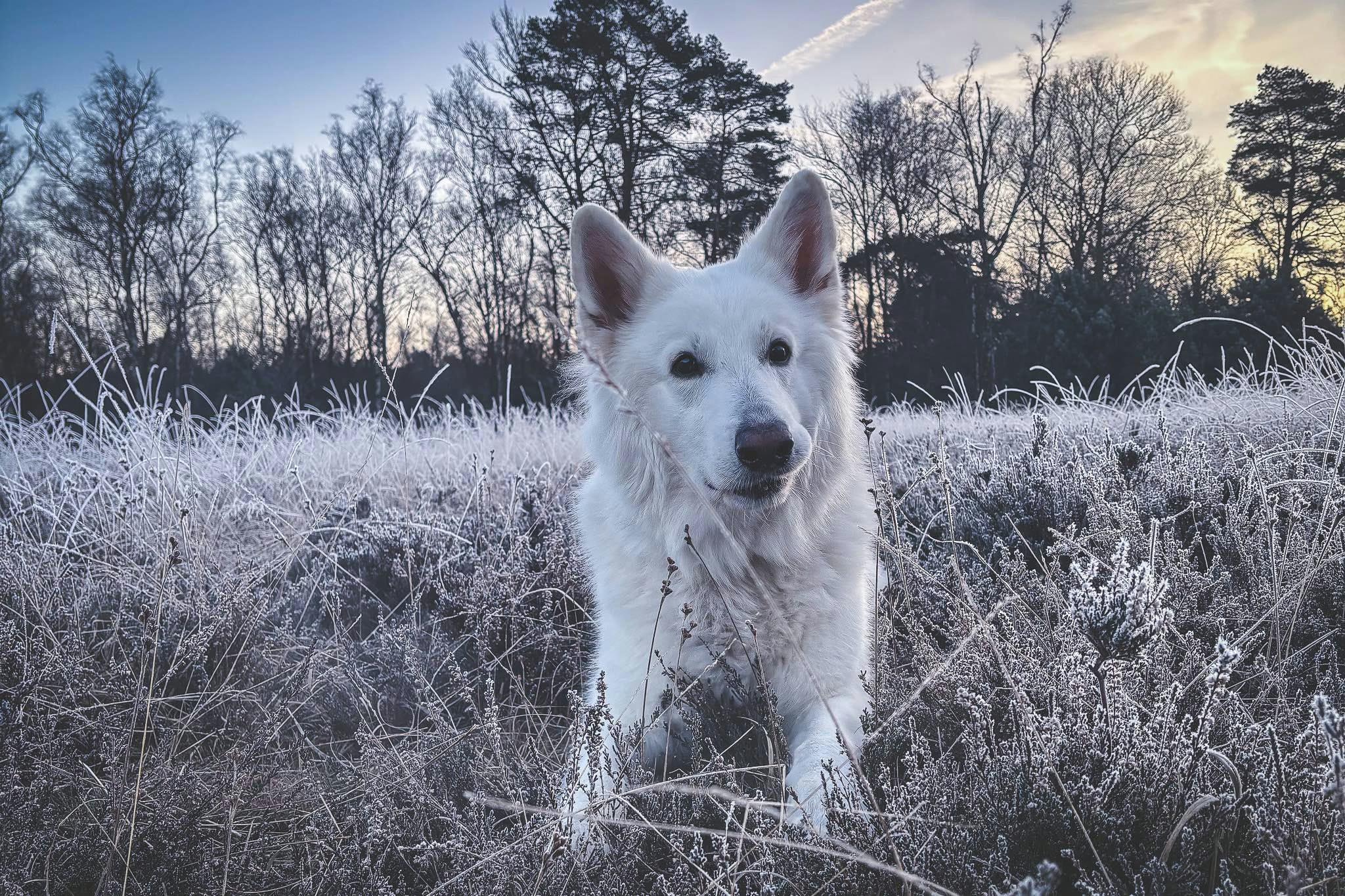 Ausflugsziele Sauerland mit Hund