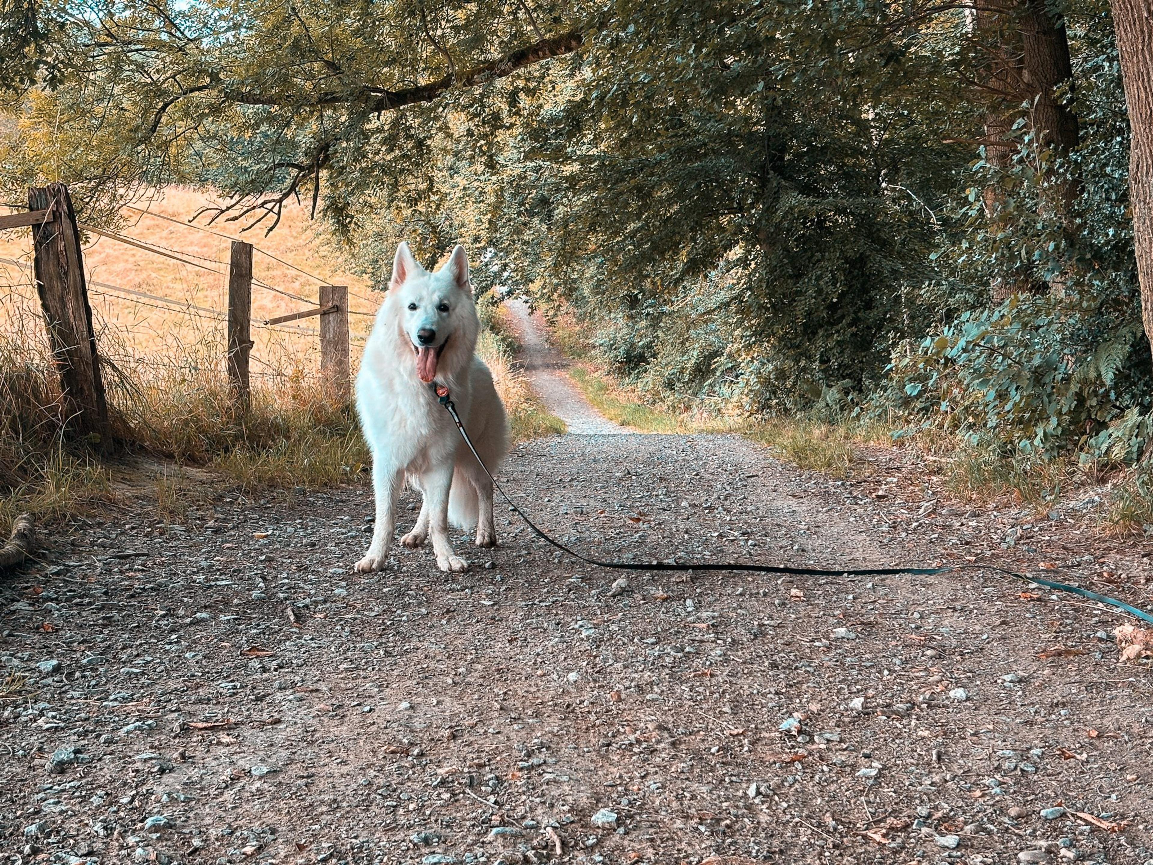 Mit Hund in der Eifel wandern