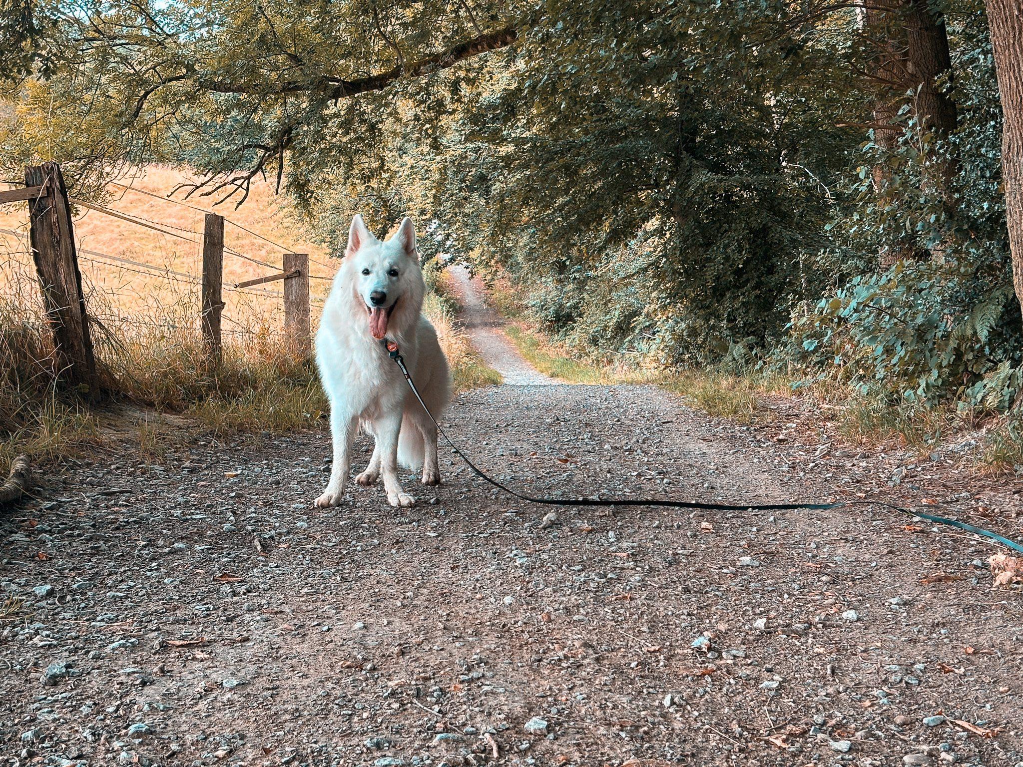 Mit Hund in der Eifel wandern