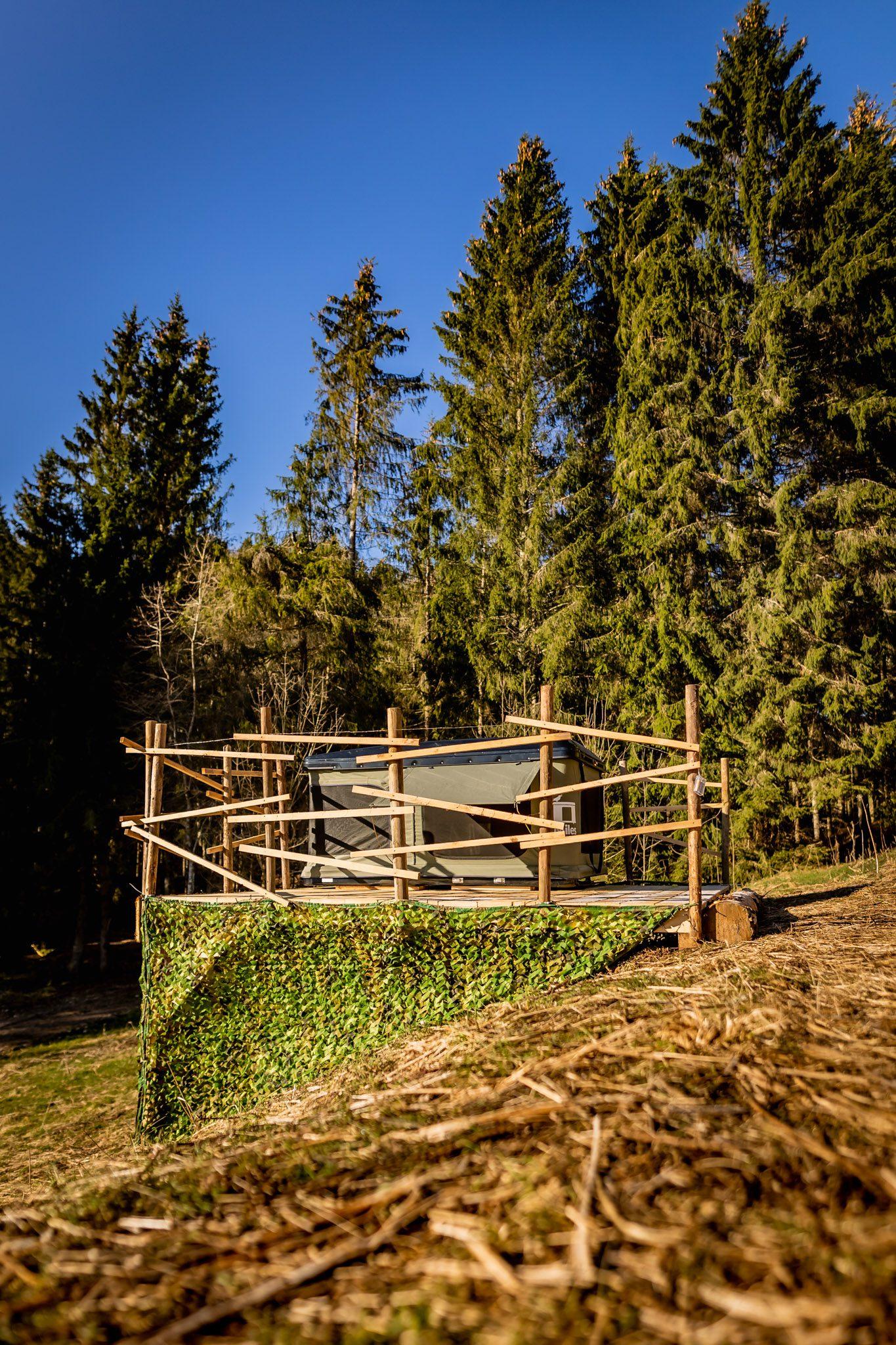Begrüntes Podest mit Holzgeländer vor hohen Tannen