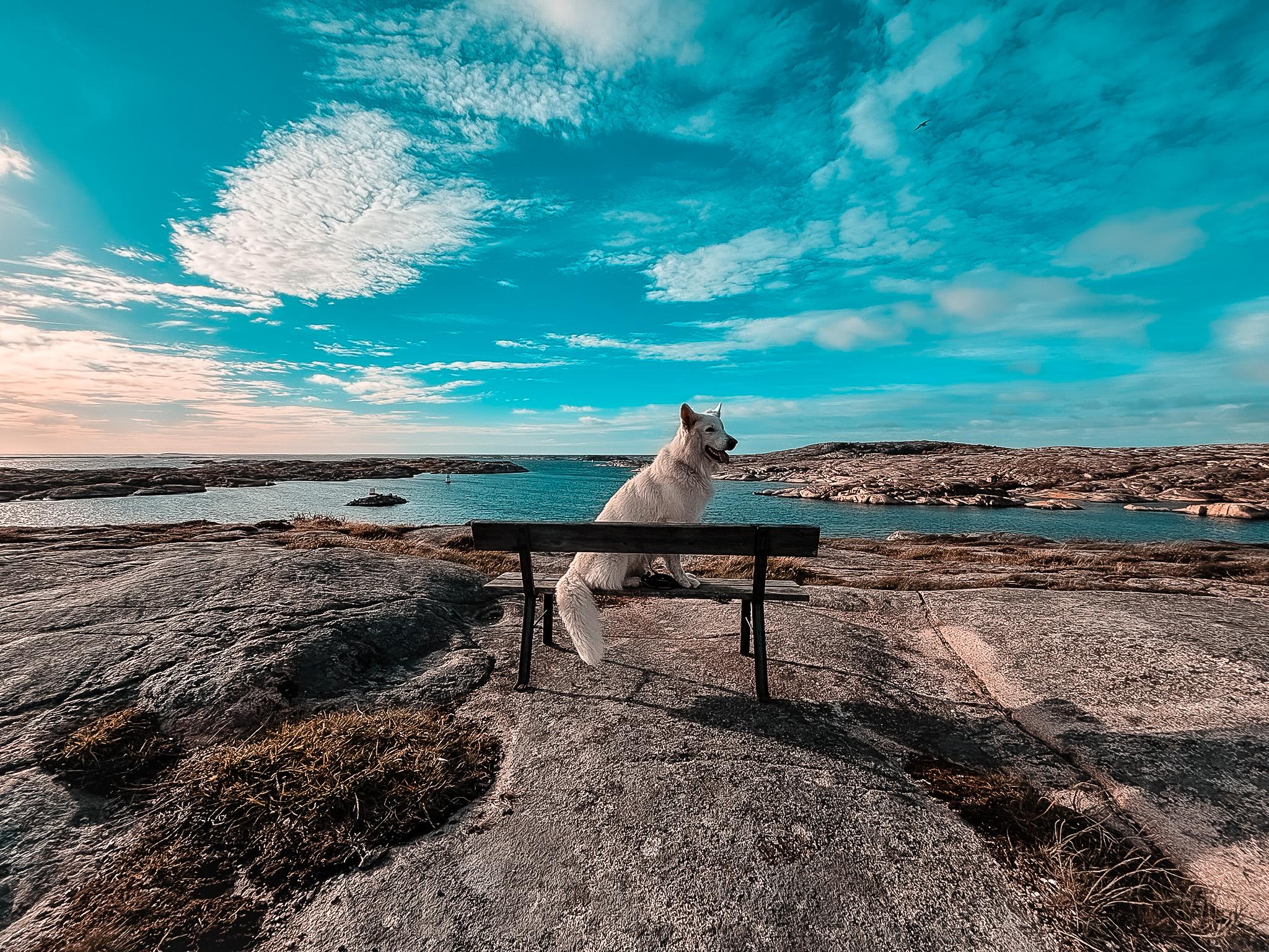 Weißer Schäferhund an der Küste von Bohuslän