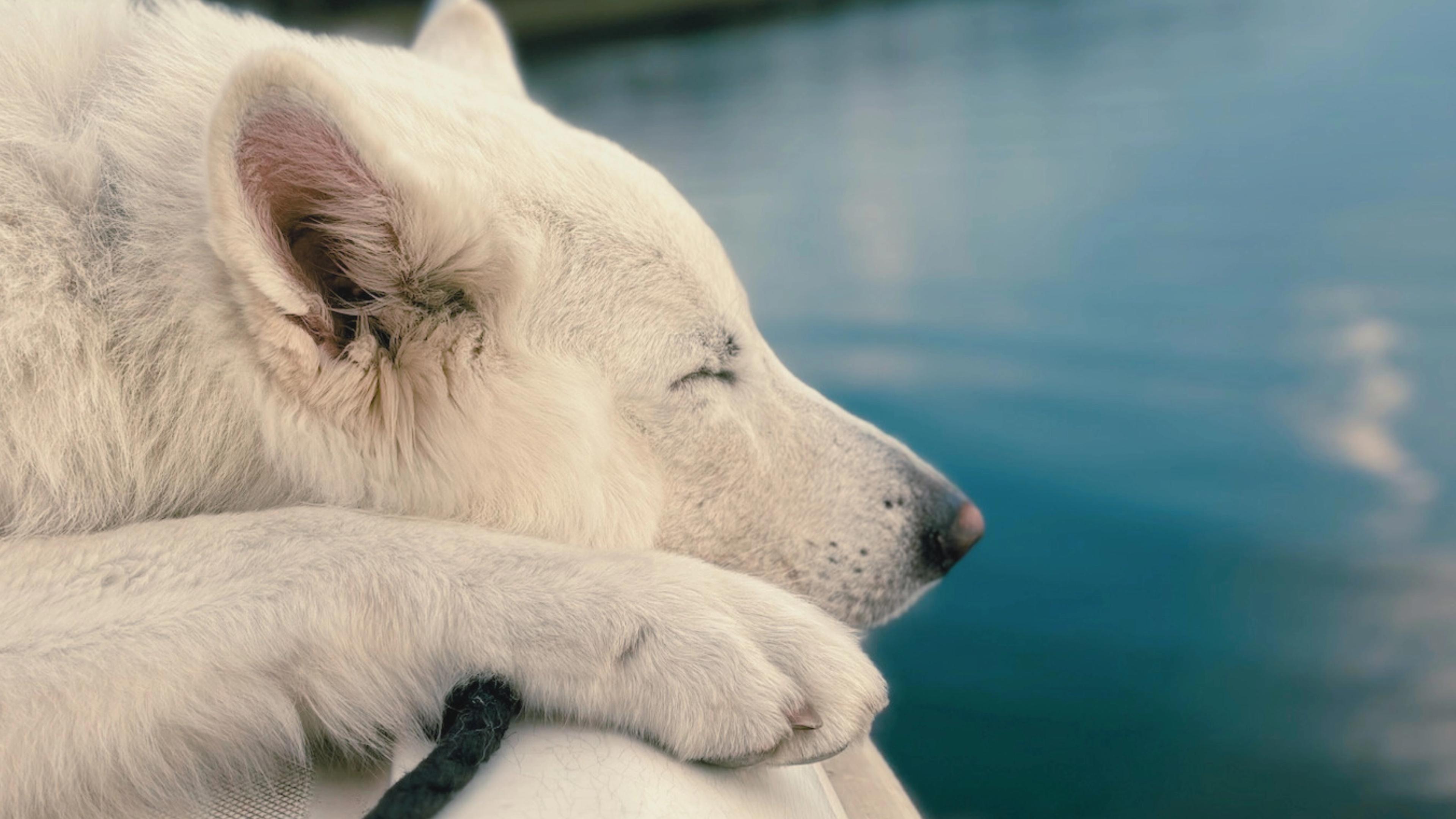 Weißer Schäferhund schläft auf einen Boot