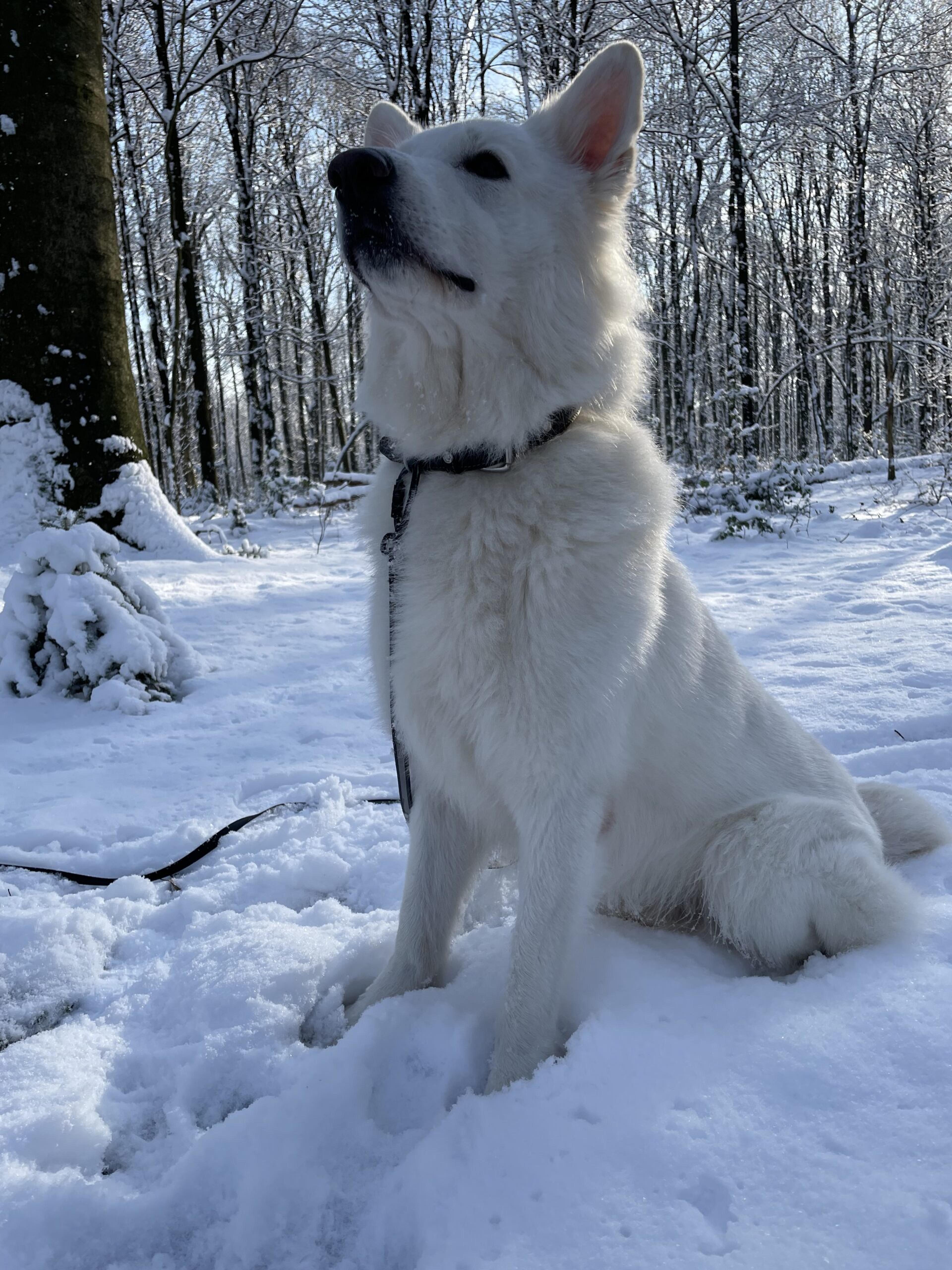 Wandern mit Hund in Bayern im Winterwald