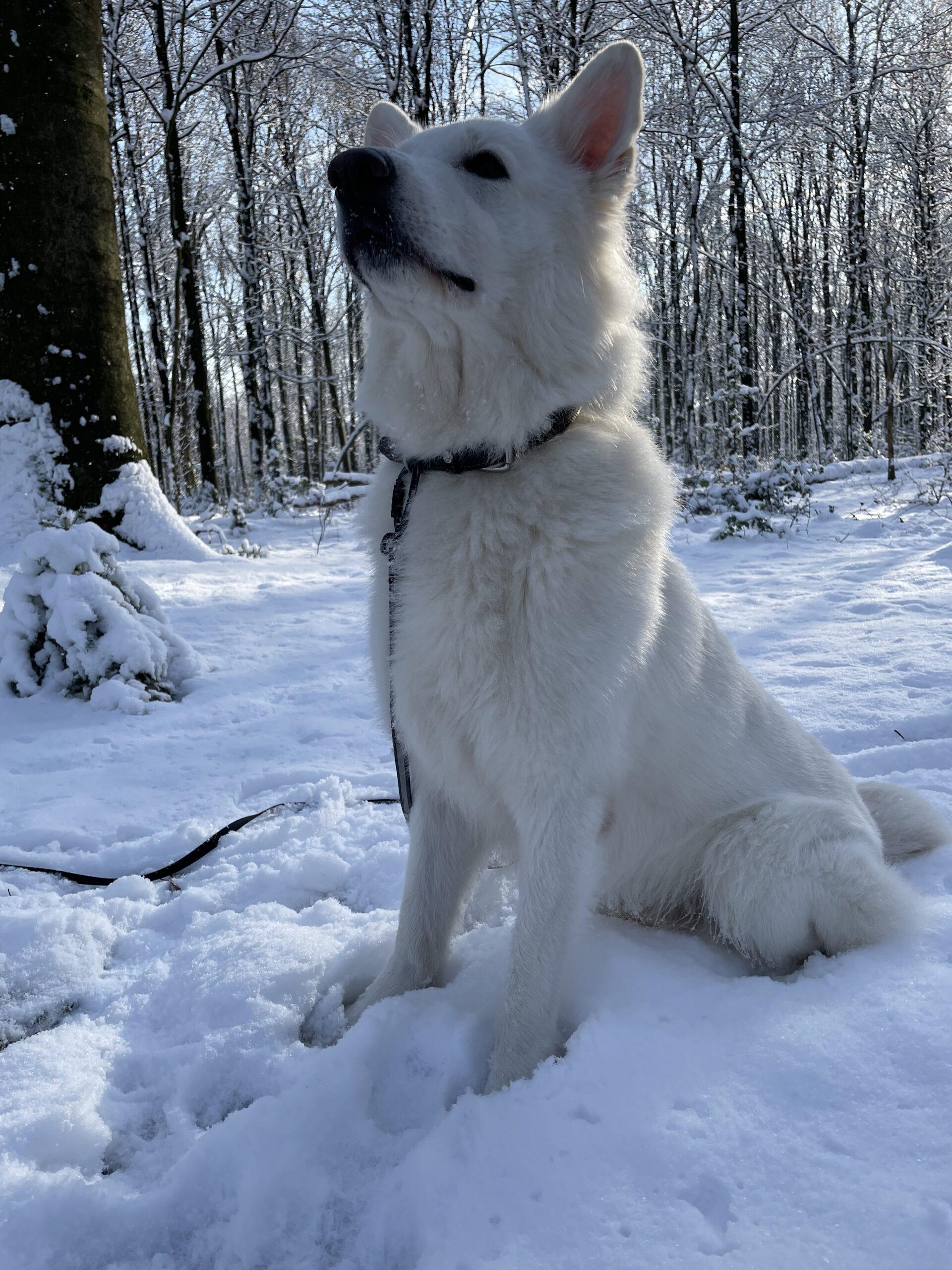 Wandern mit Hund in Bayern im Winterwald