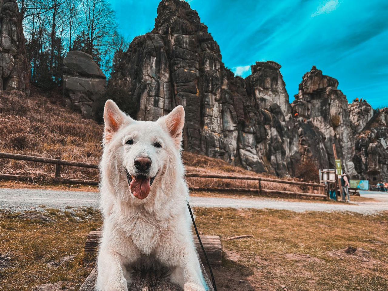 Externsteine mit Hund