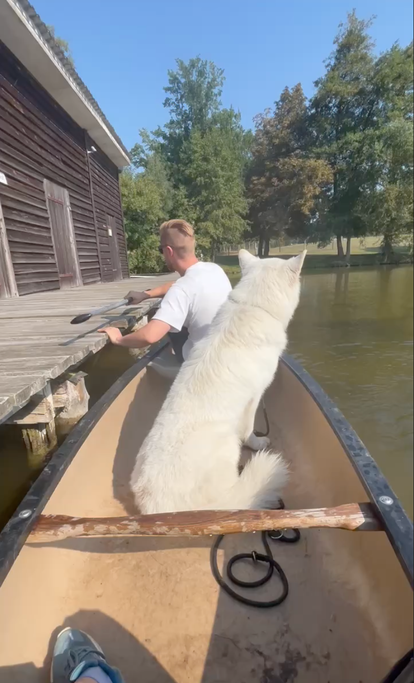 Weißer Schäferhund im Kanu auf dem Canower See