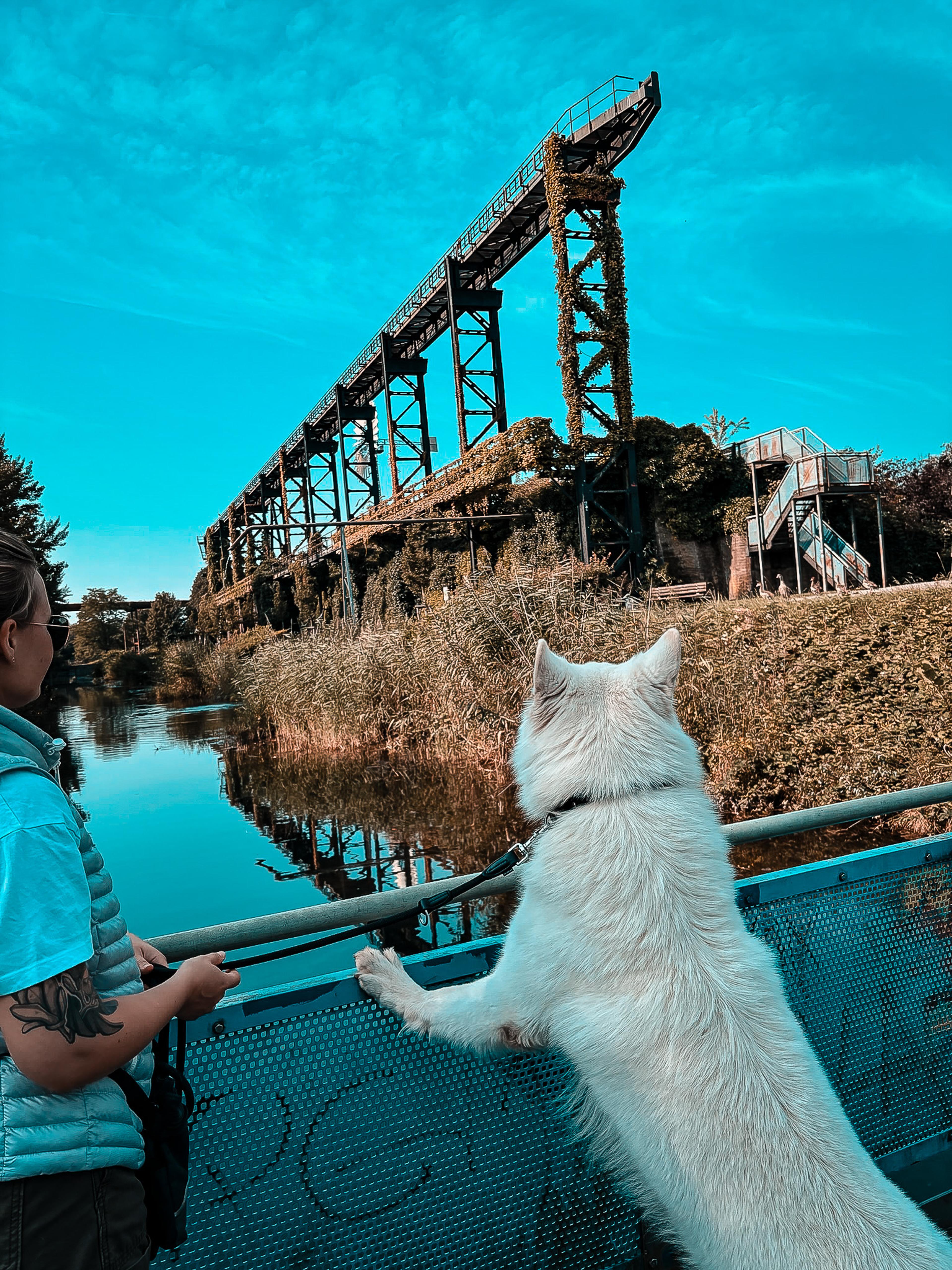 Weißer Schäferhund vor einer Wasserstelle im Landschaftspark Duisburg-Nord