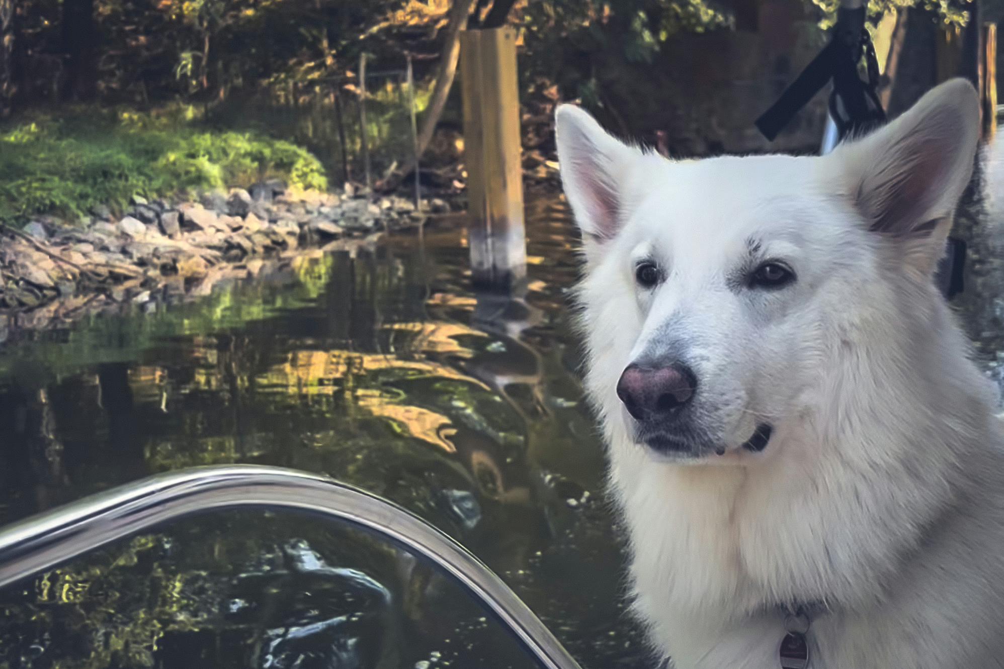 Mit Hund im Spreewald