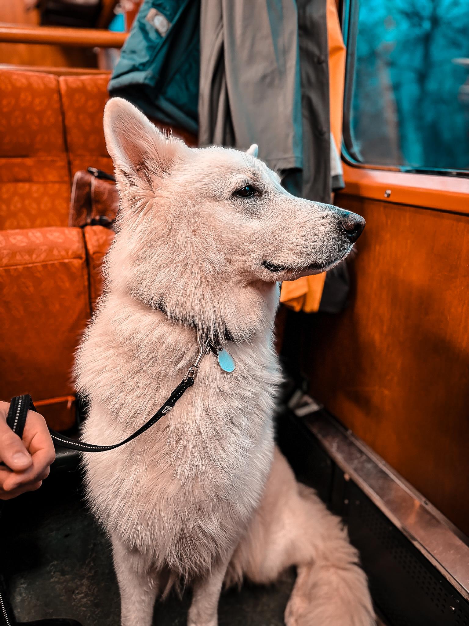 Weißer Schäferhund sitzt an der Leine im Wagen der Flåmbahn