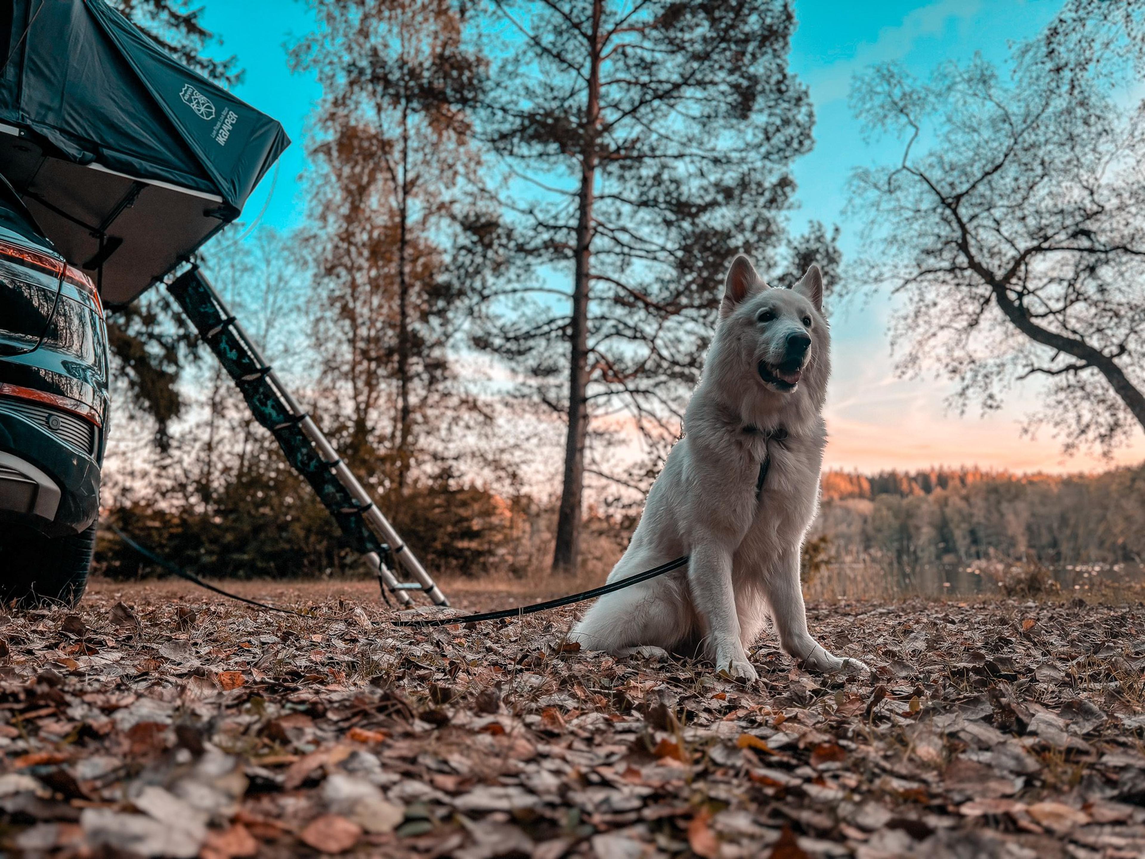 Mit weißen Schäferhund und Dachzelt im Wald