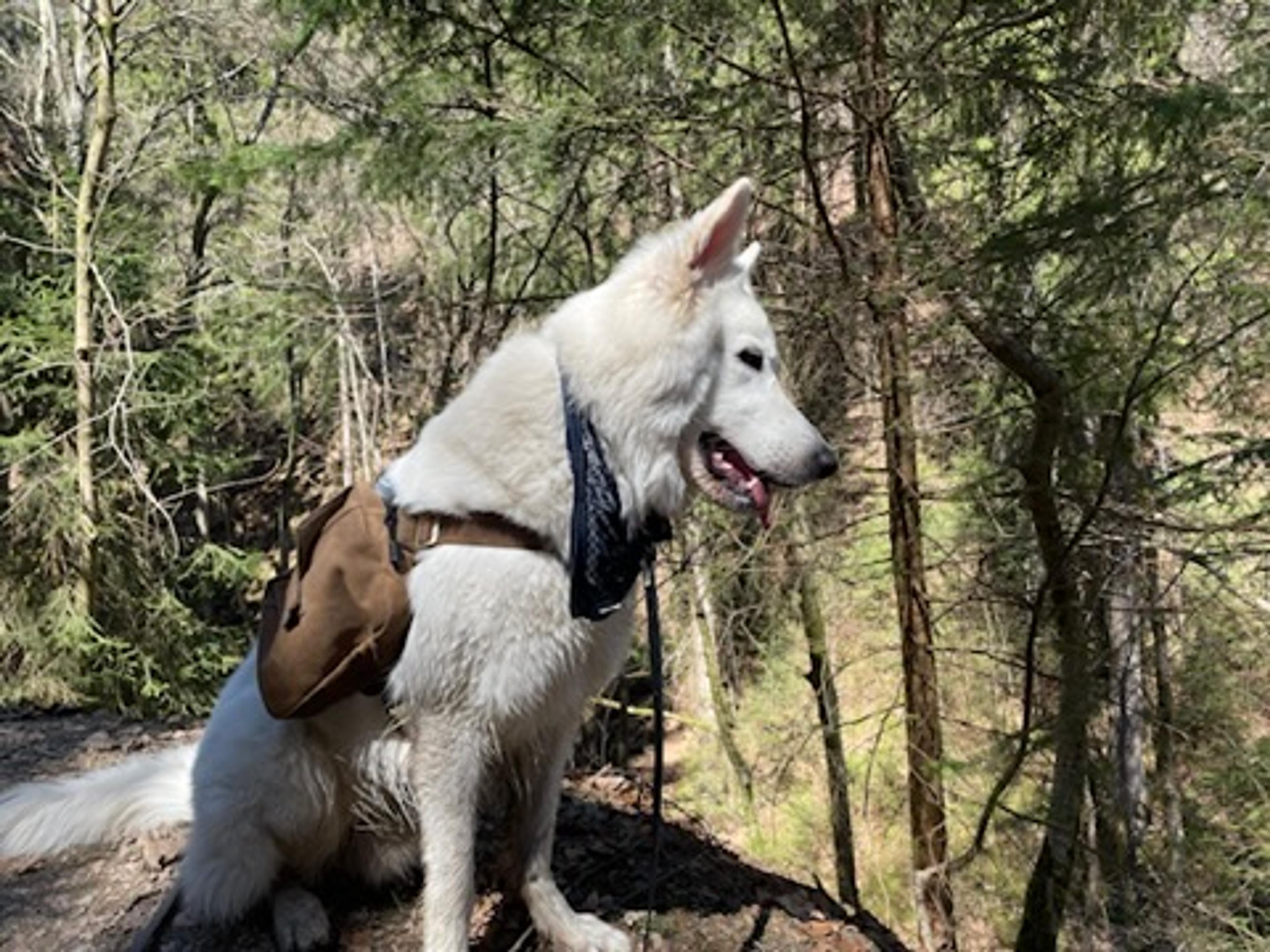 Weißer Schäferhund mir Rucksack im Wald