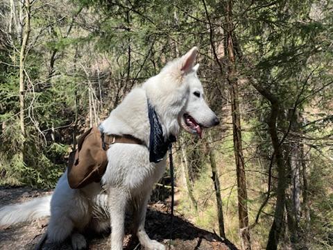 Weißer Schäferhund mir Rucksack im Wald