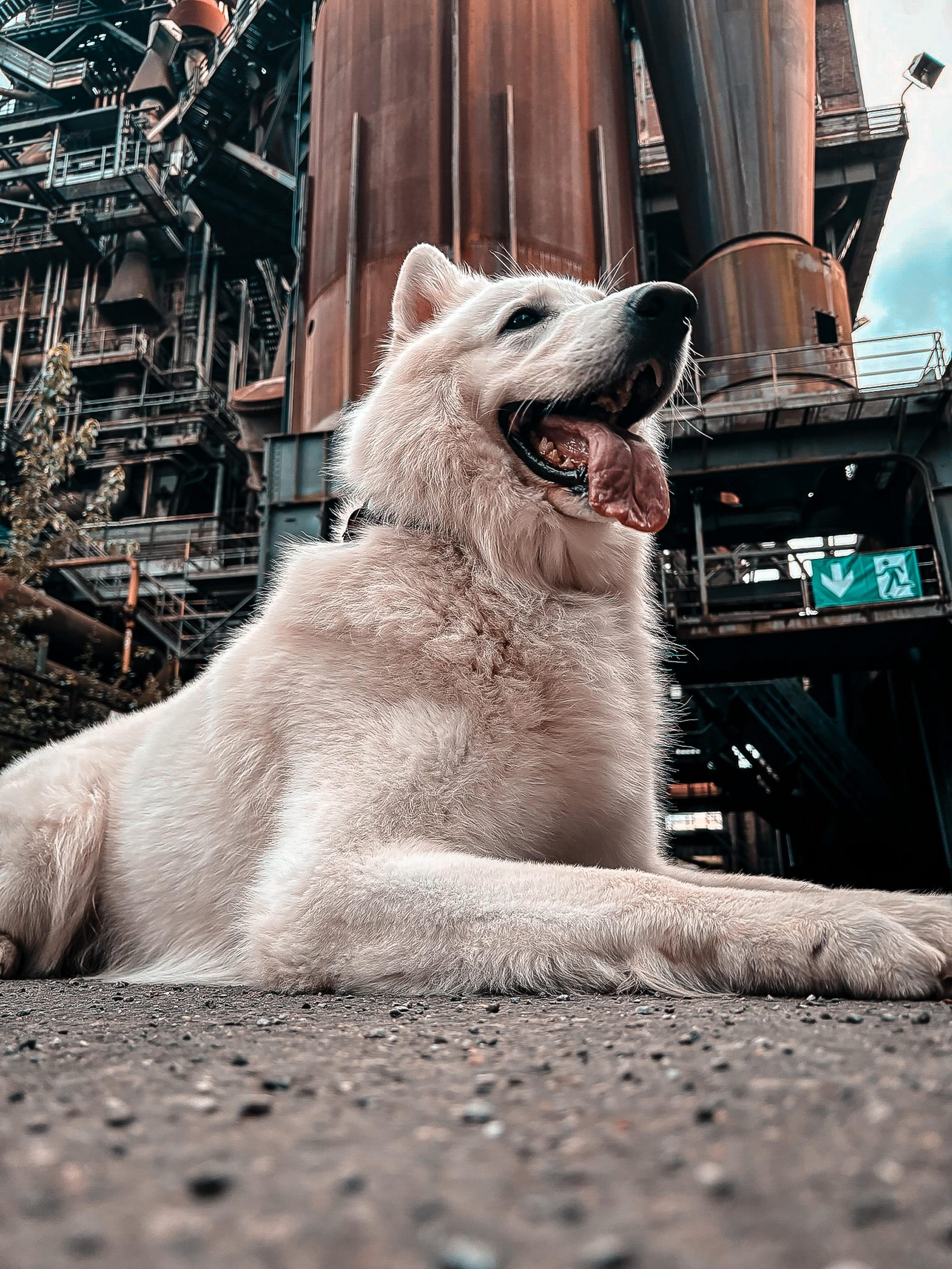 Landschaftspark Duisburg mit Hund vor der Anlage
