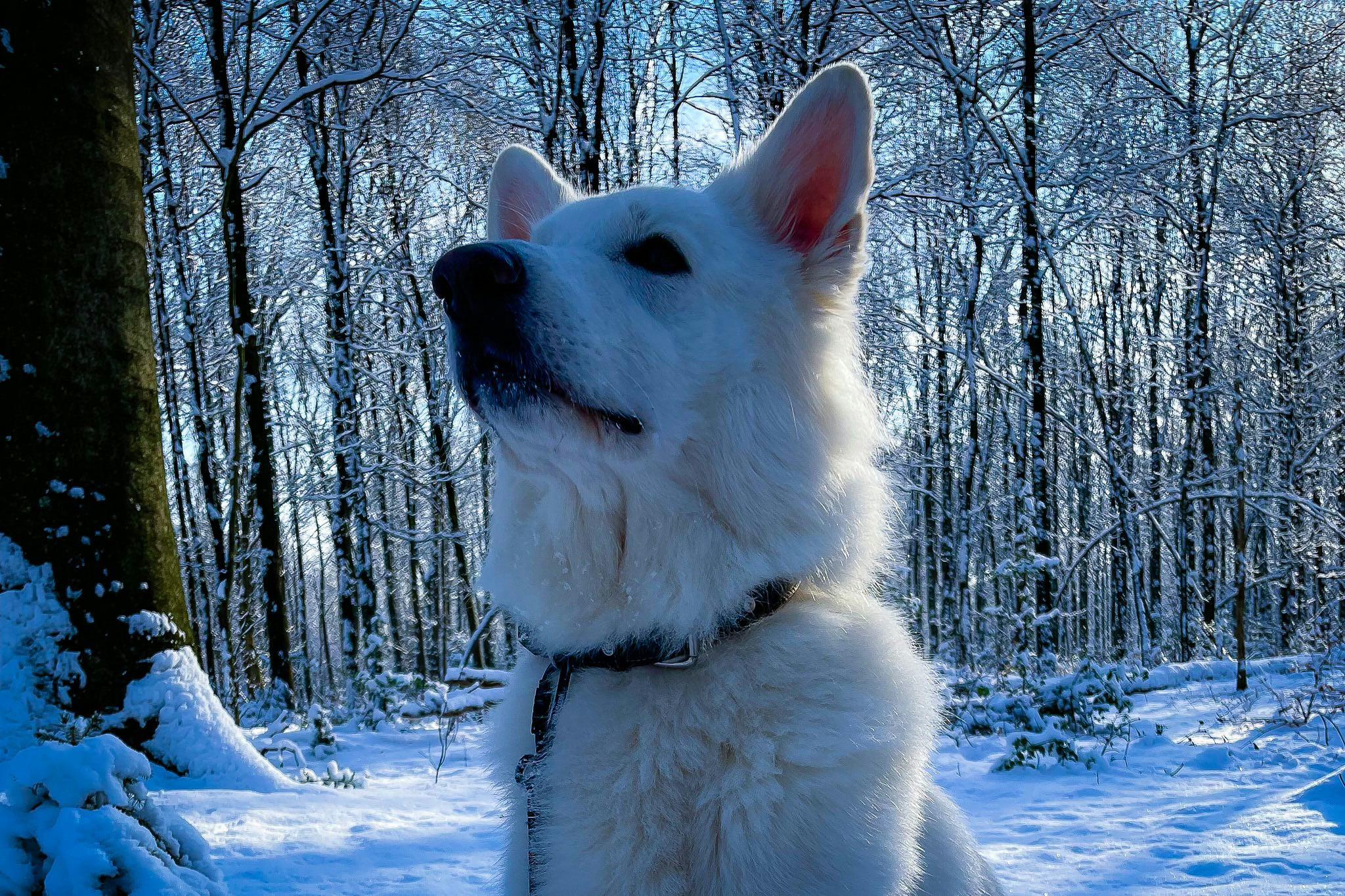 Winterberg wandern mit Hund