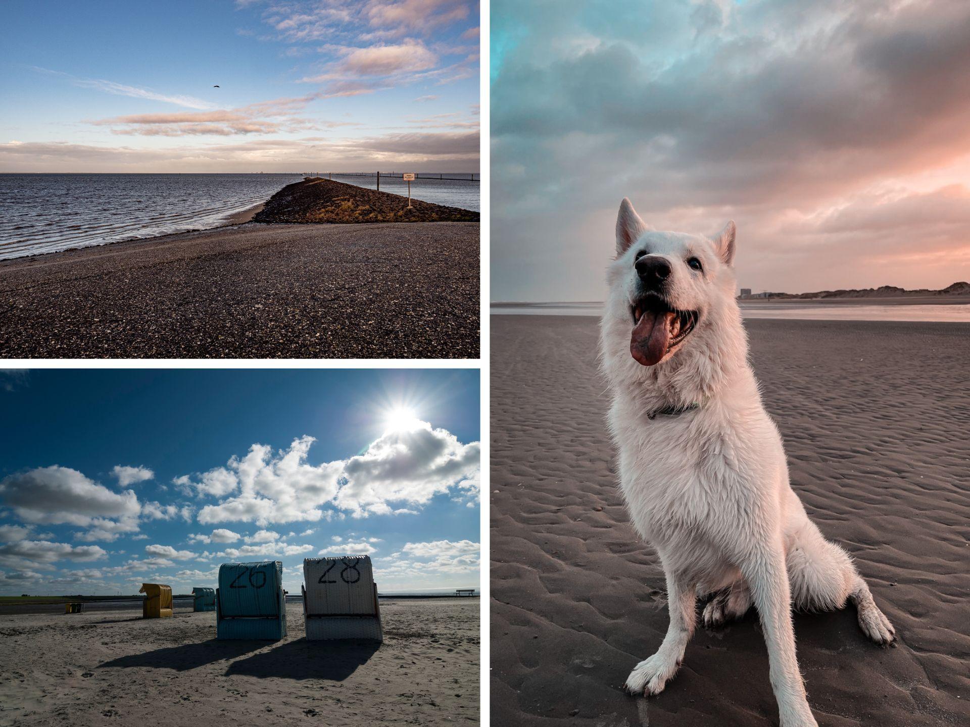 Norddeich mit Hund