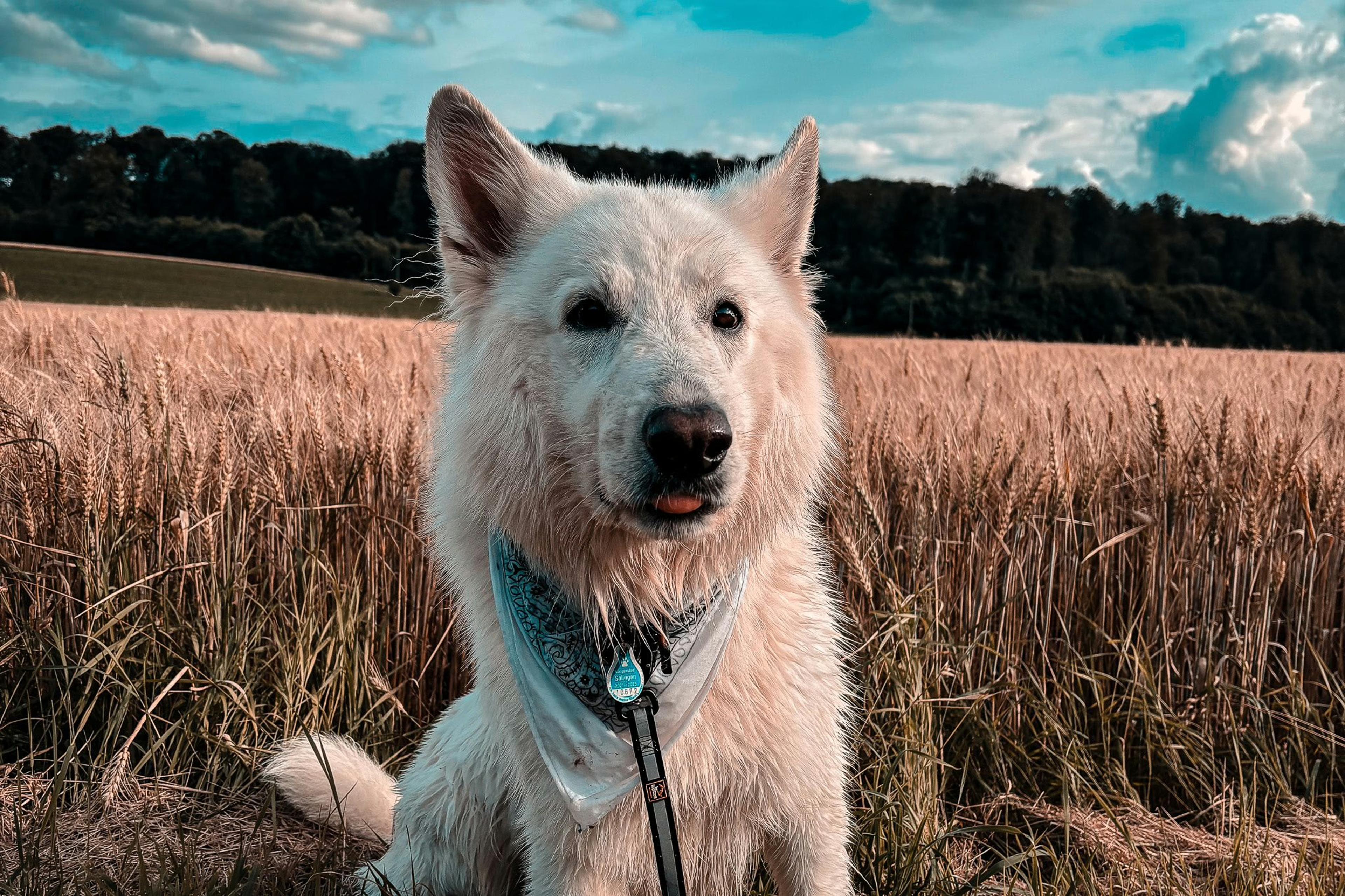 Aktivitäten Münsterland: Weißer Schäferhund beim Wandern