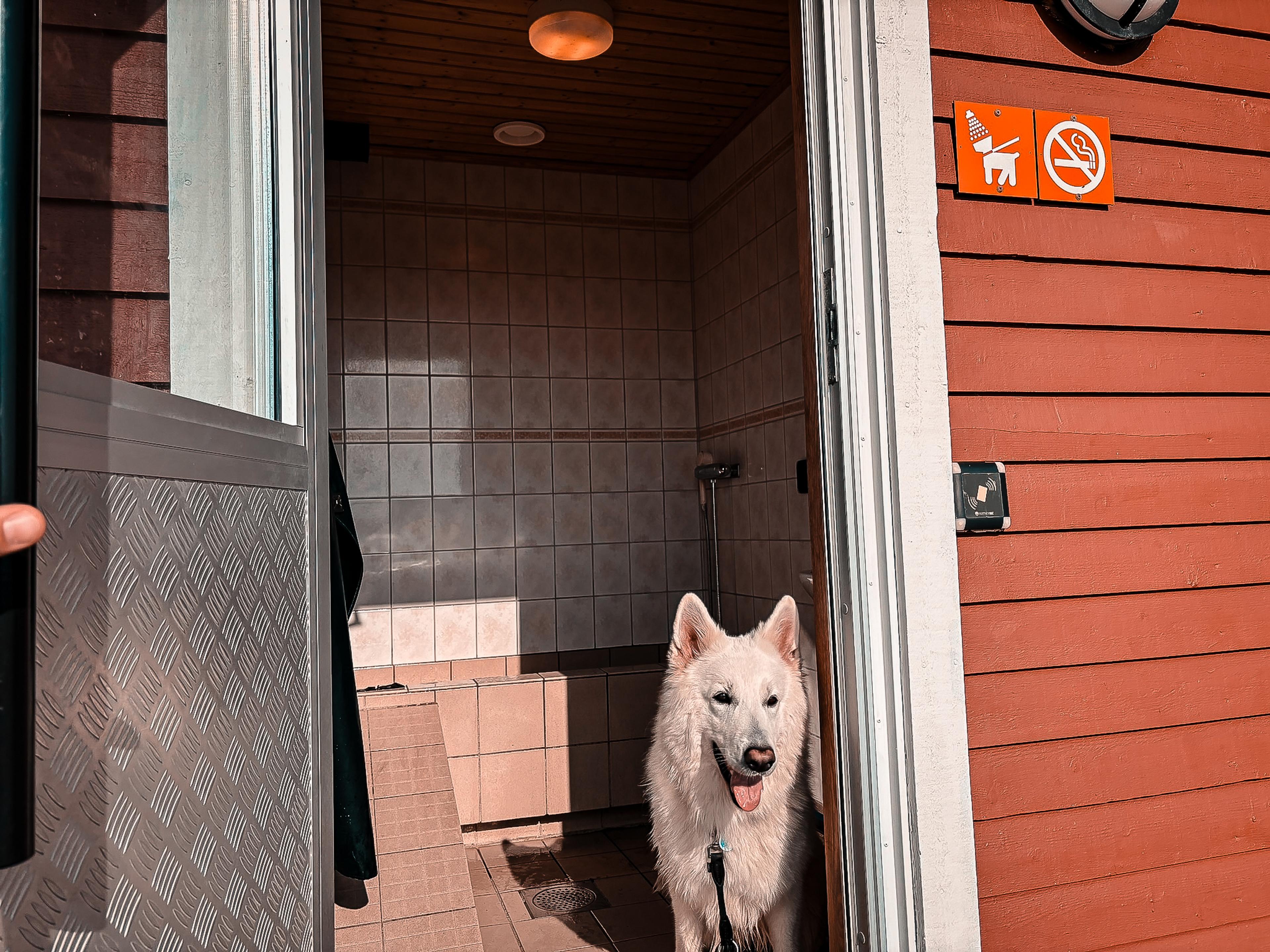 Weißer Schäferhund in der Hundeduschkabine vom Campingplatz