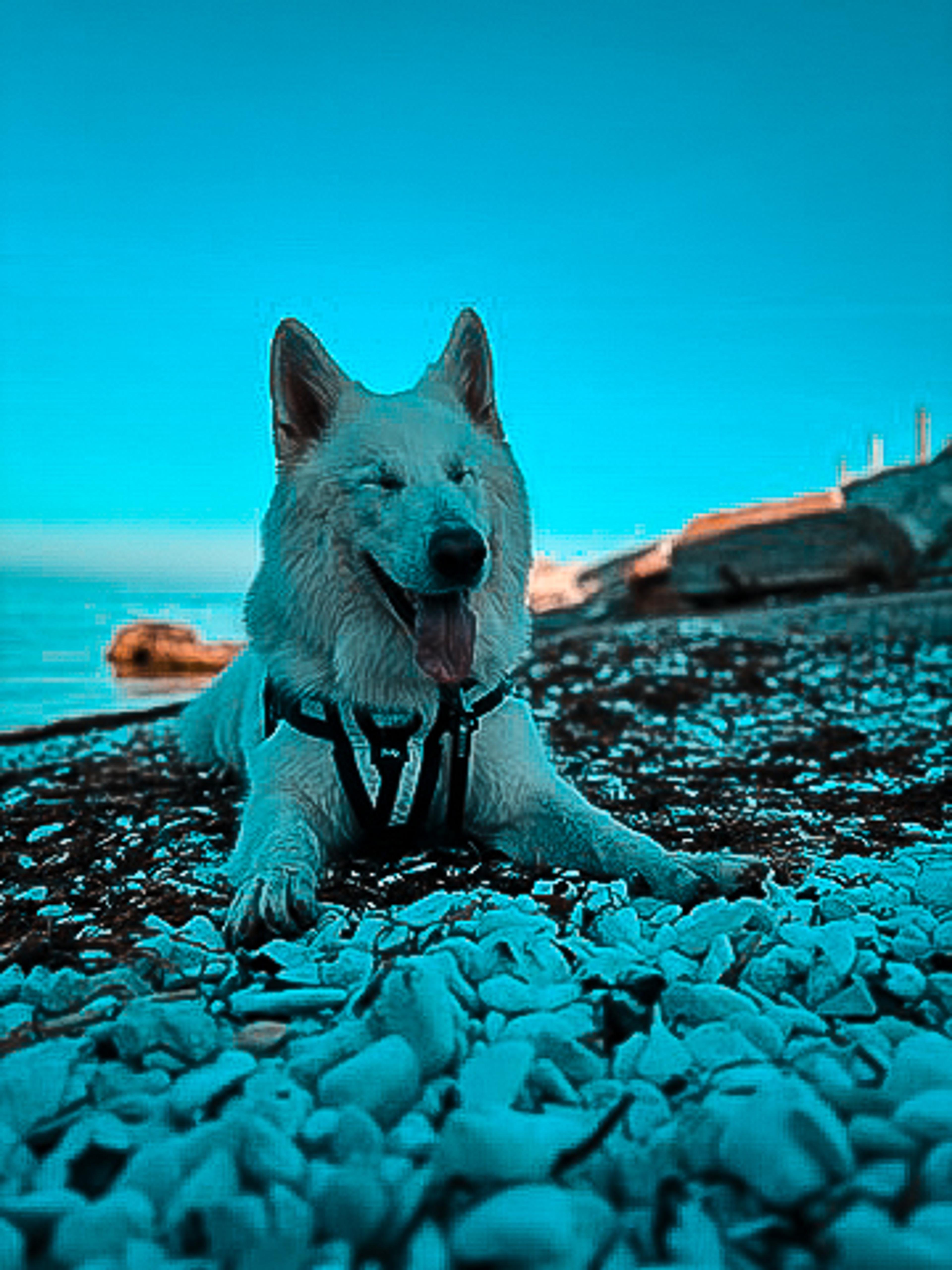 Weißer Schäferhund am Aussichtspunkt an der Öresundbrücke