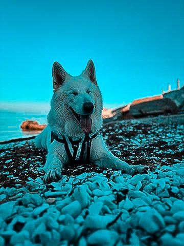 Weißer Schäferhund am Aussichtspunkt an der Öresundbrücke