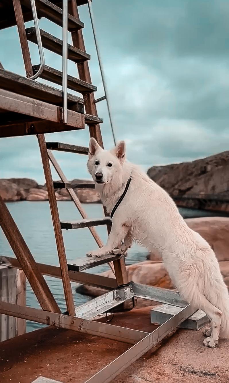 Mit Hund an der Küste von Smögen